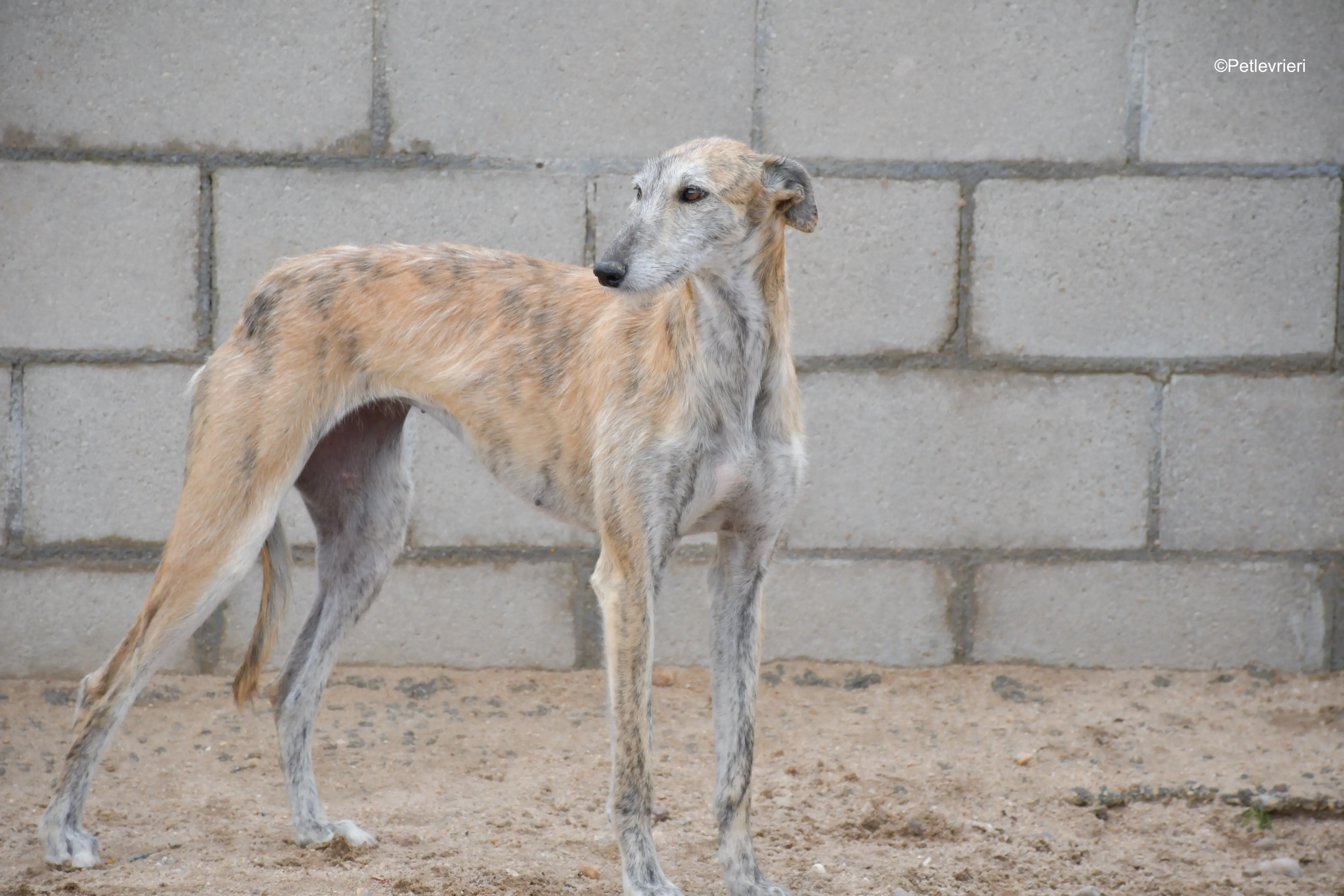 yamila adozione levrieri galgo 4