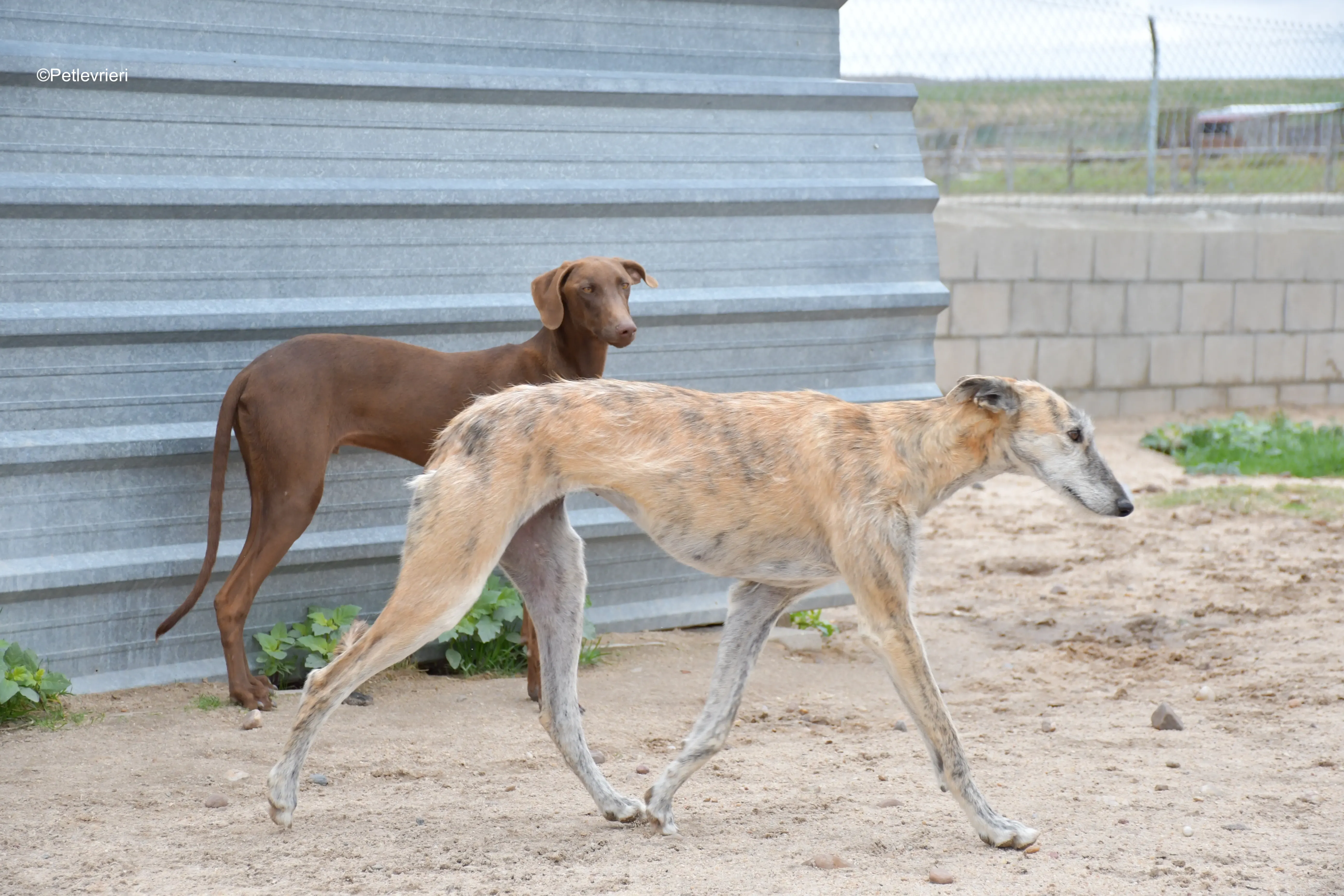 yamila adozione levrieri galgo 5