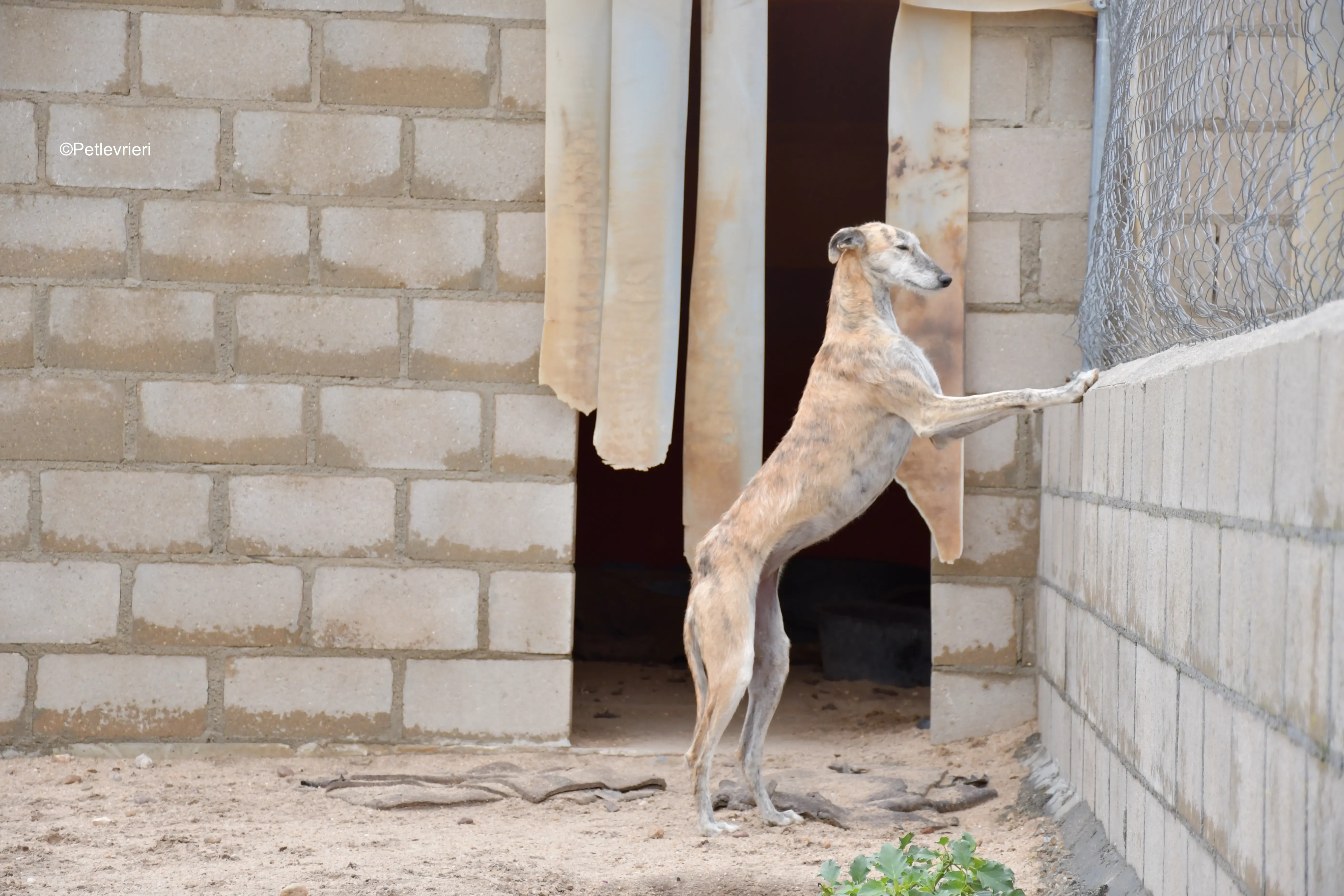 yamila adozione levrieri galgo 6