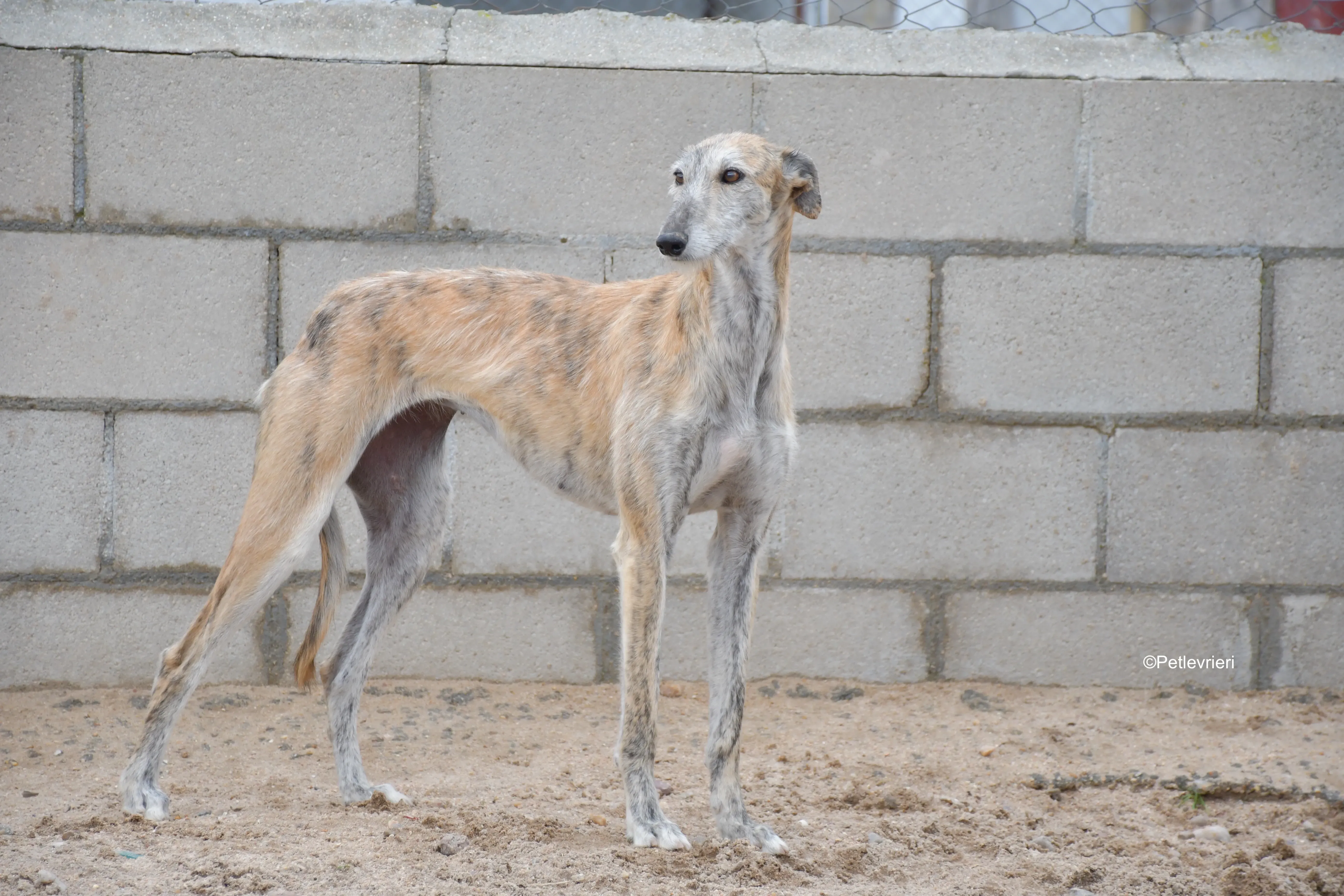 yamila adozione levrieri galgo 7