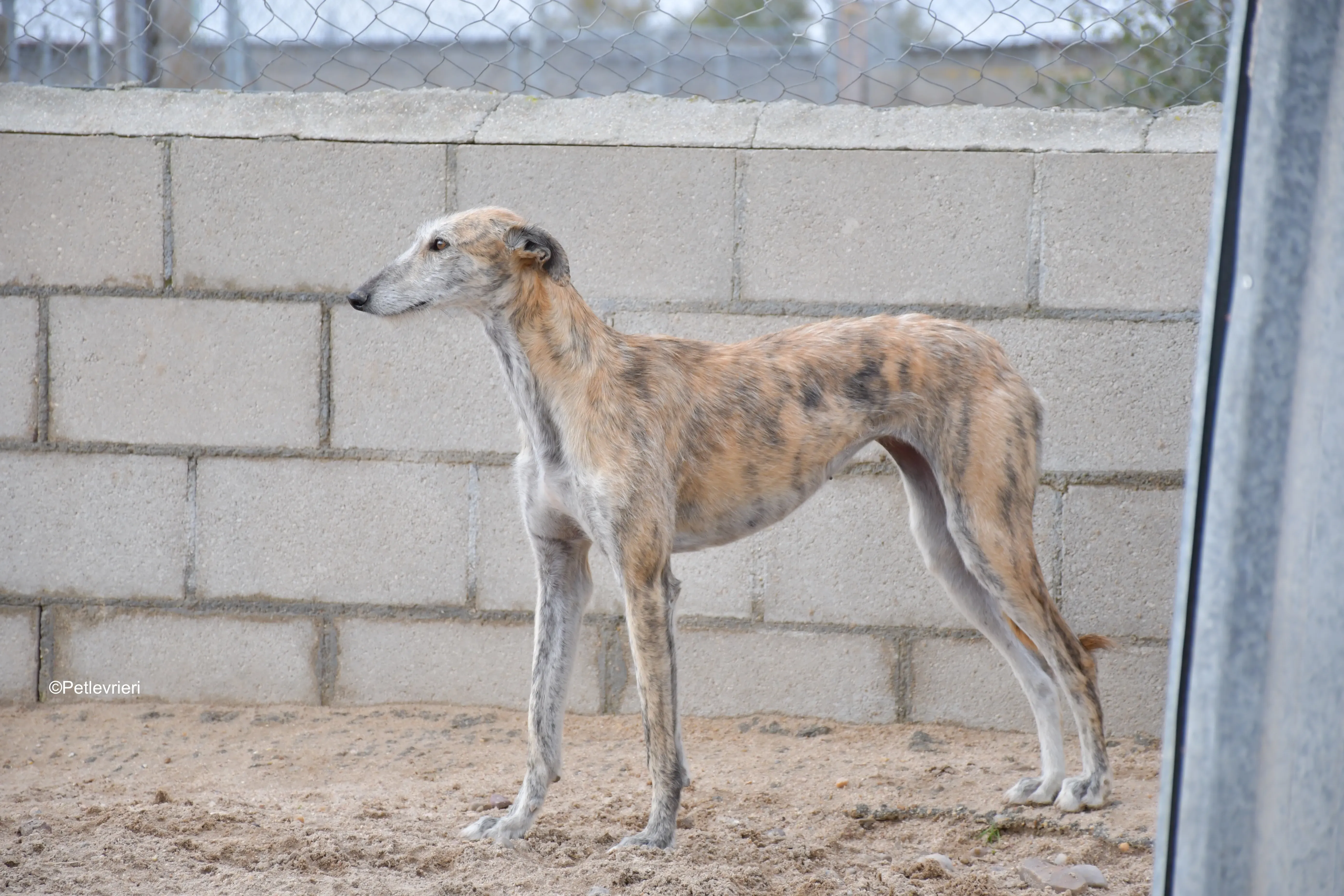 yamila adozione levrieri galgo 8