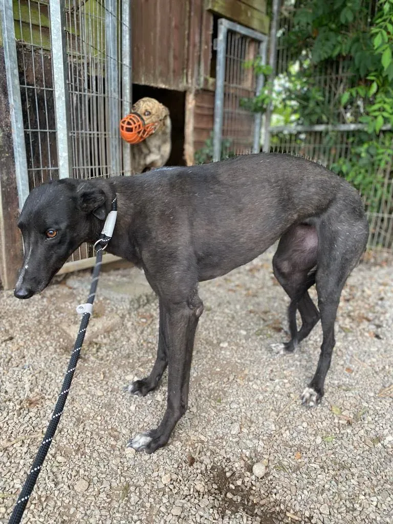 yara greyhound adozione pet levrieri 01