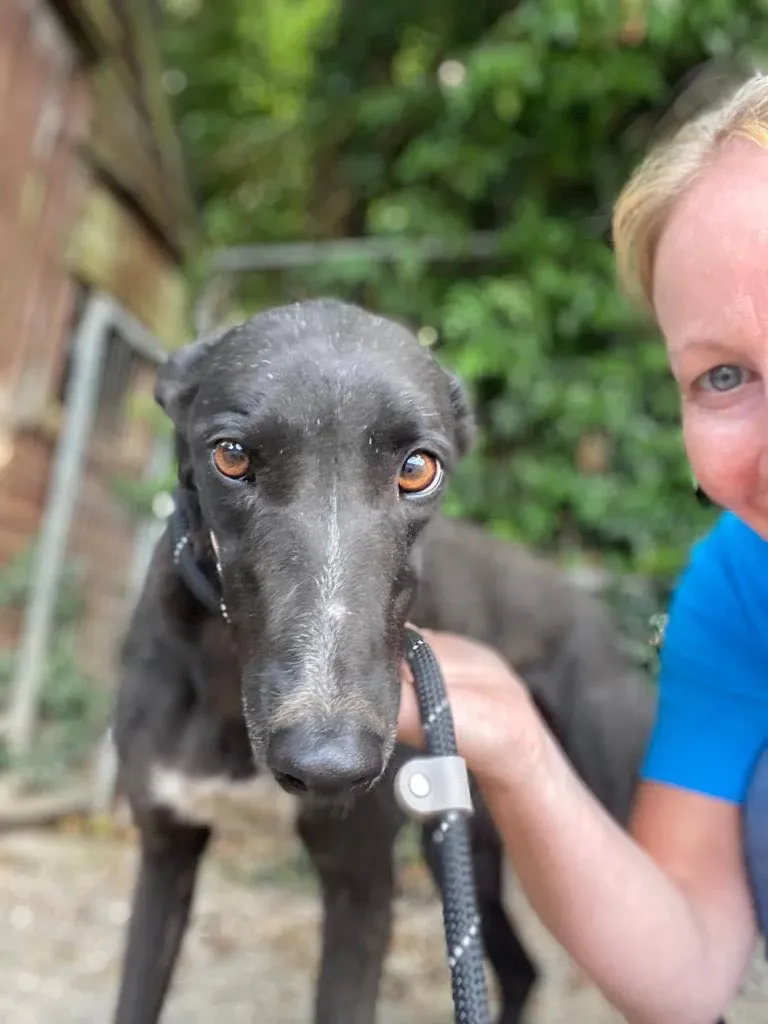 yara greyhound adozione pet levrieri 03