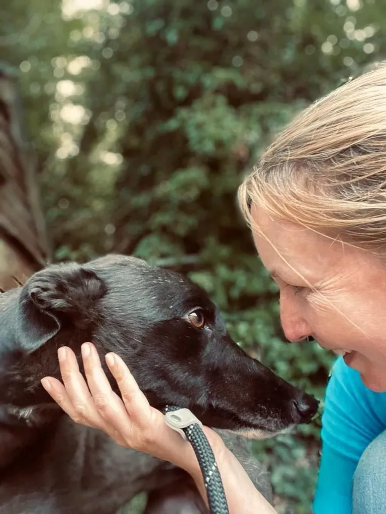 yara greyhound adozione pet levrieri 05