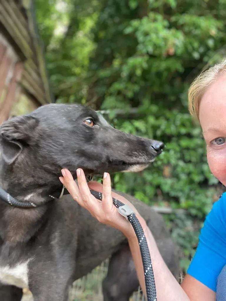 yara greyhound adozione pet levrieri 06