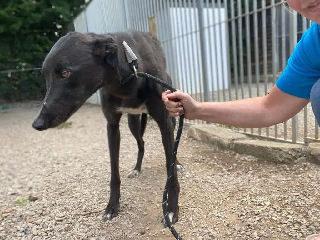 yara greyhound adozione pet levrieri 10