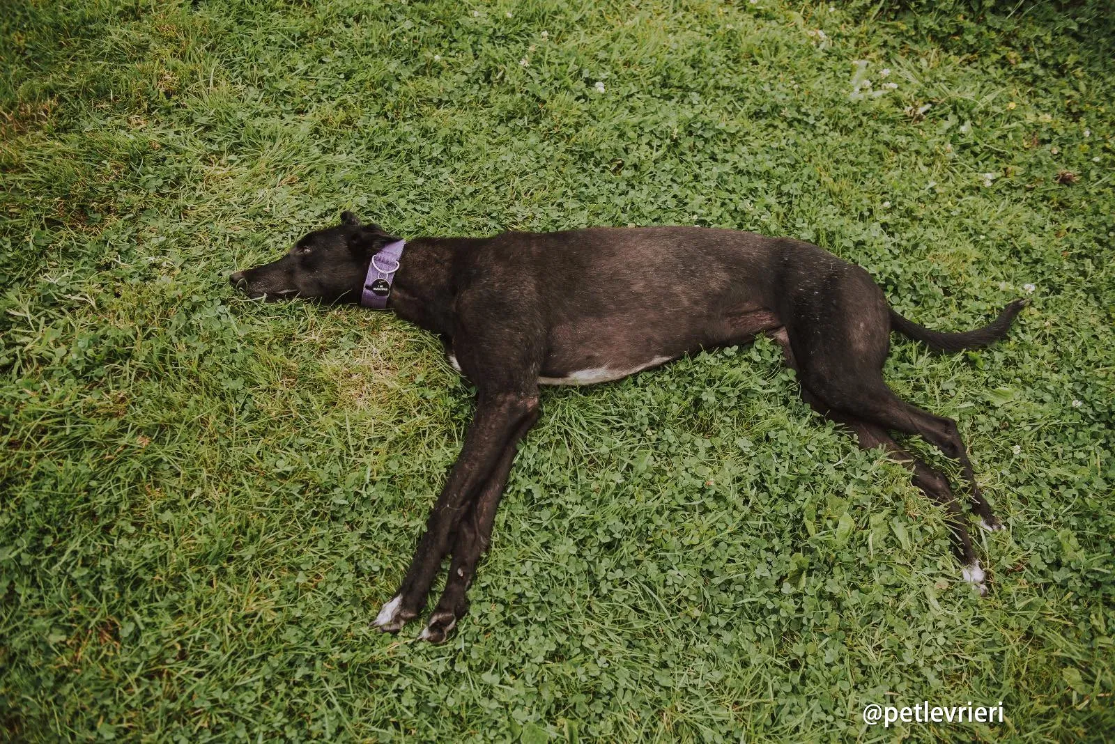 yara greyhound pet levrieri 02