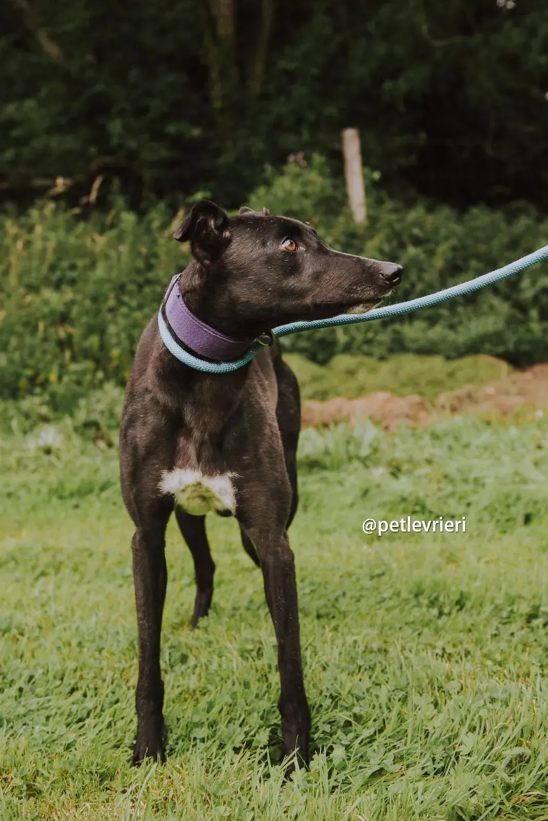 yara greyhound pet levrieri 03