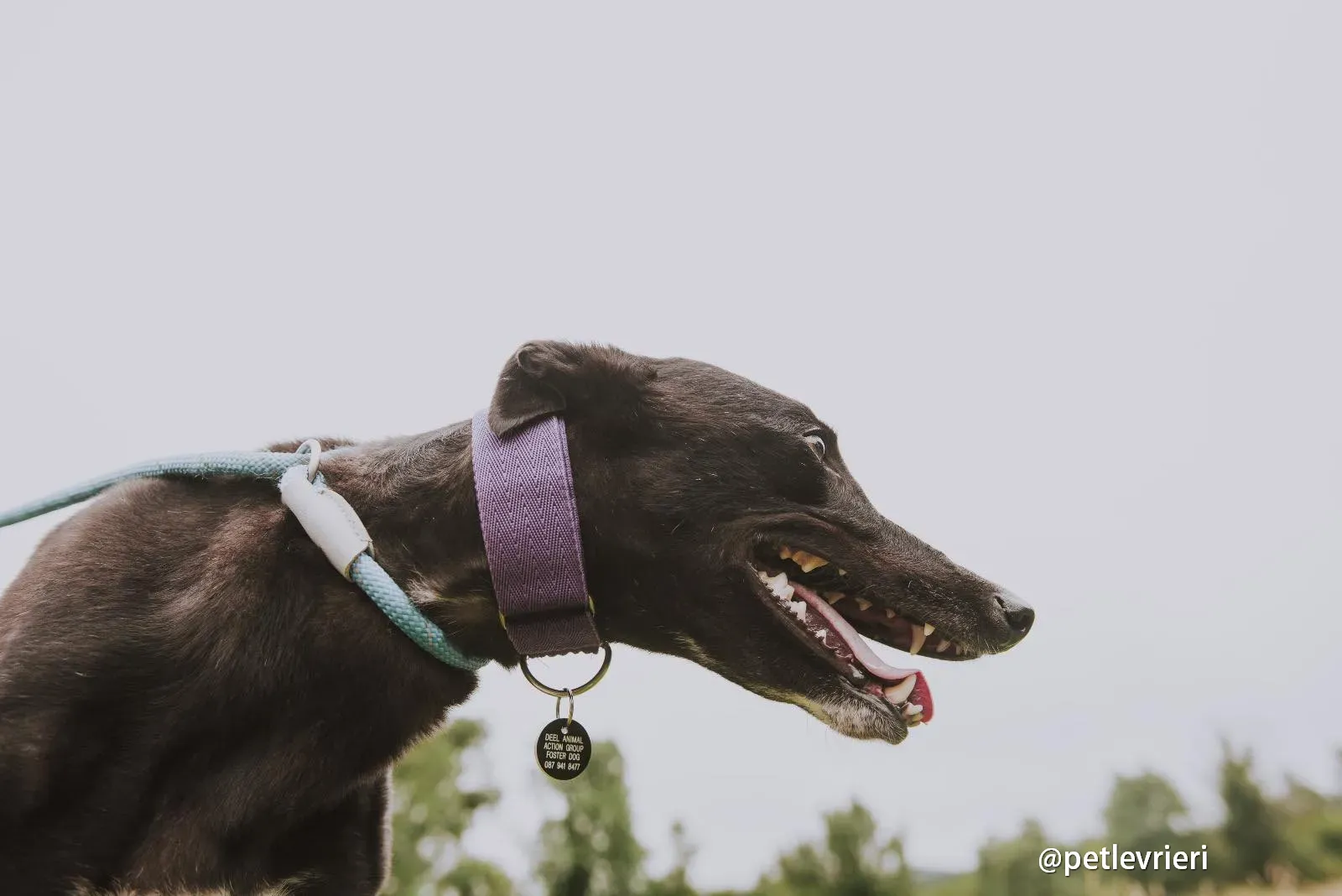 yara greyhound pet levrieri 04