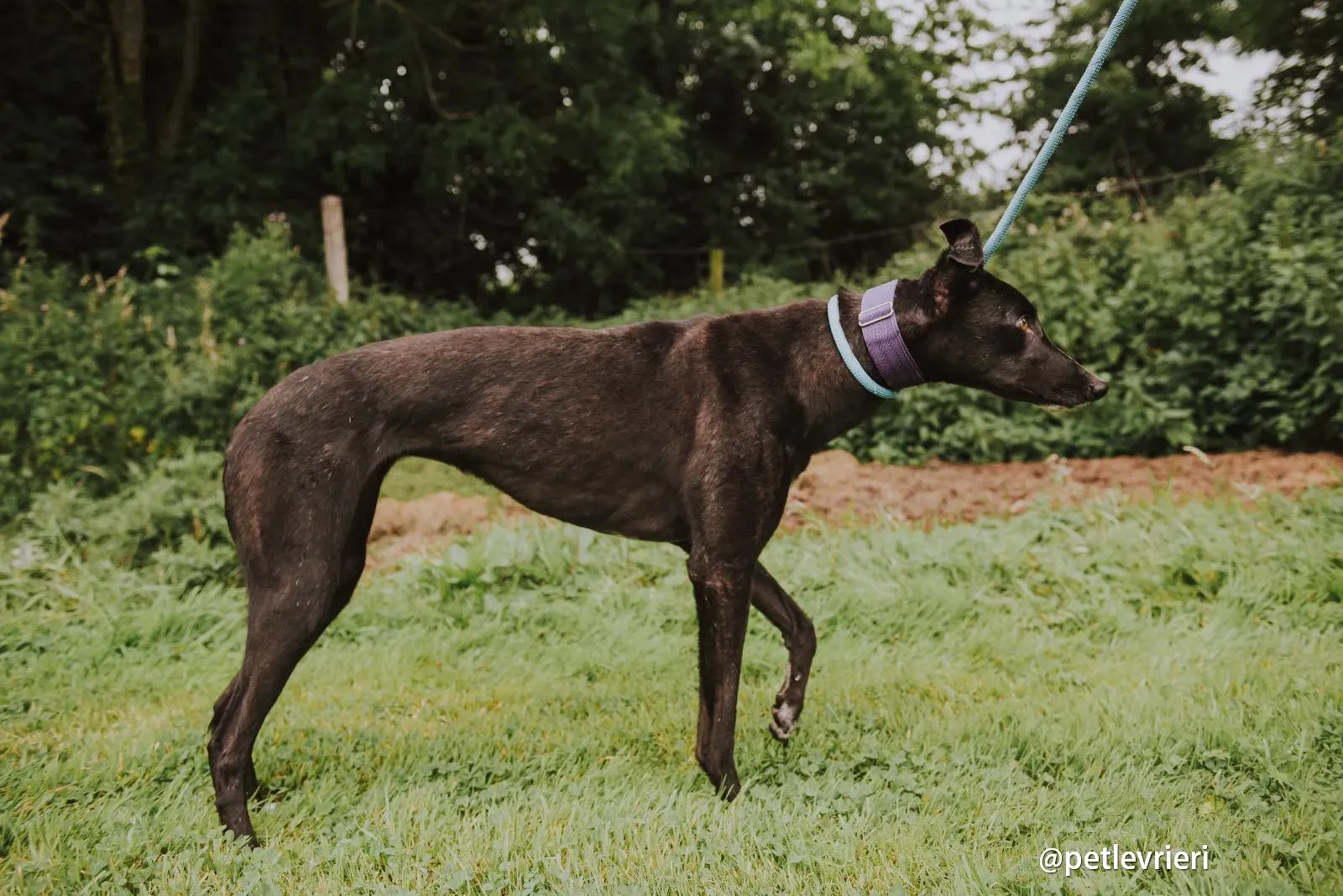 yara greyhound pet levrieri 05