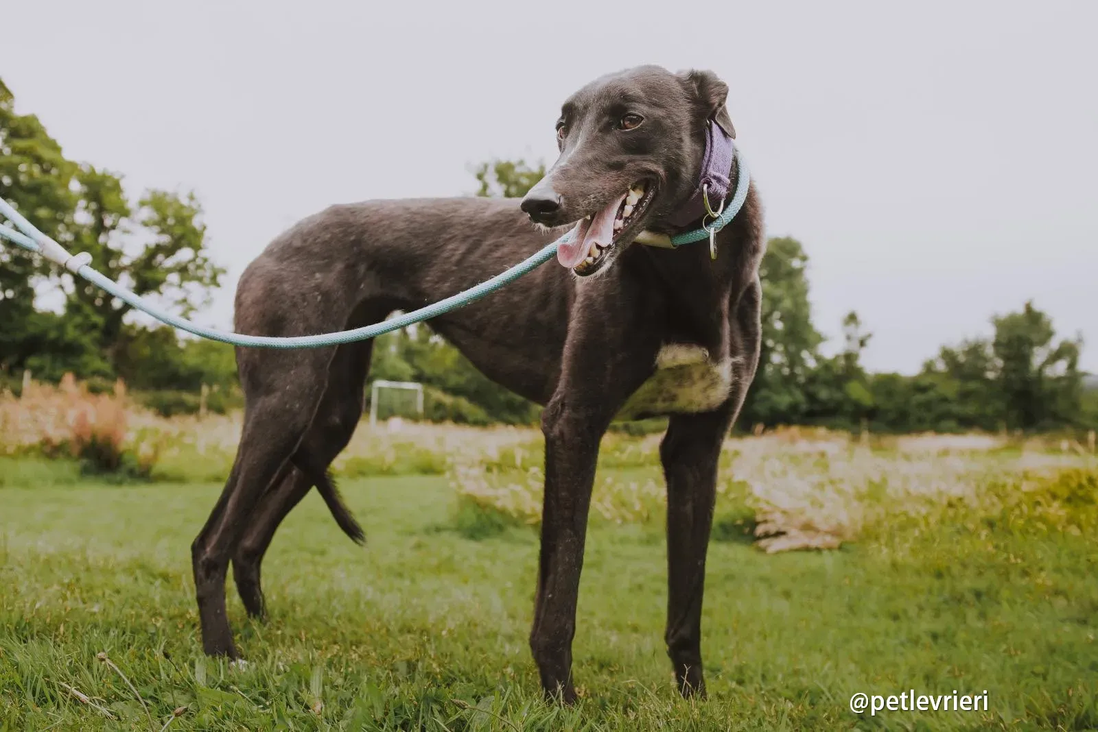 yara greyhound pet levrieri 07