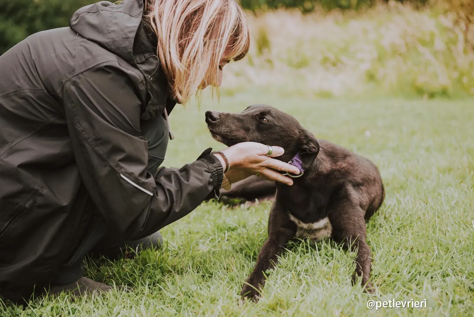 yara greyhound pet levrieri 09