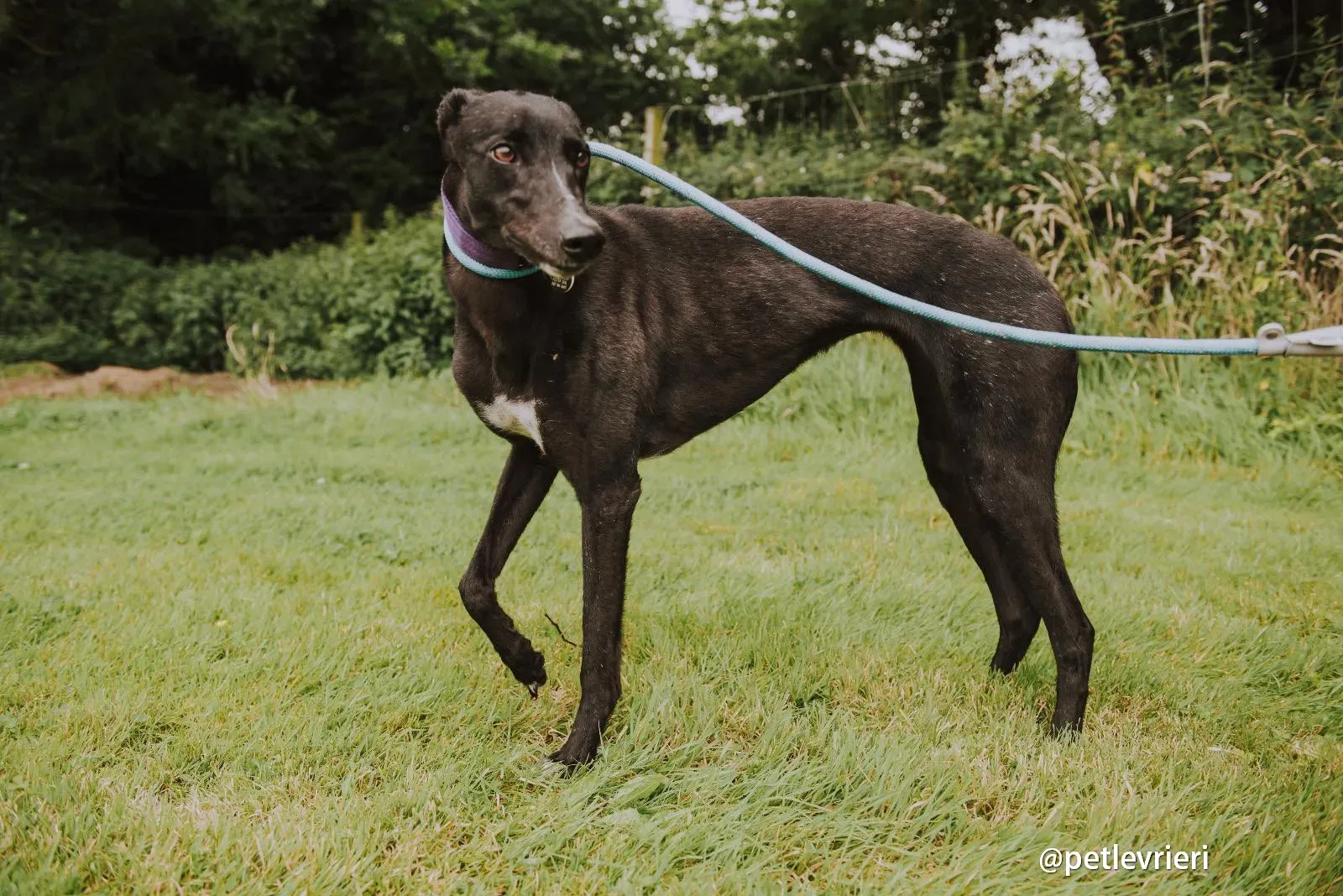 yara greyhound pet levrieri 10