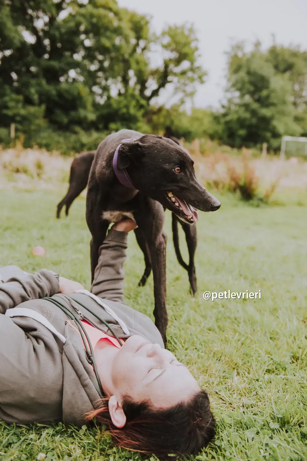 yara greyhound pet levrieri 11