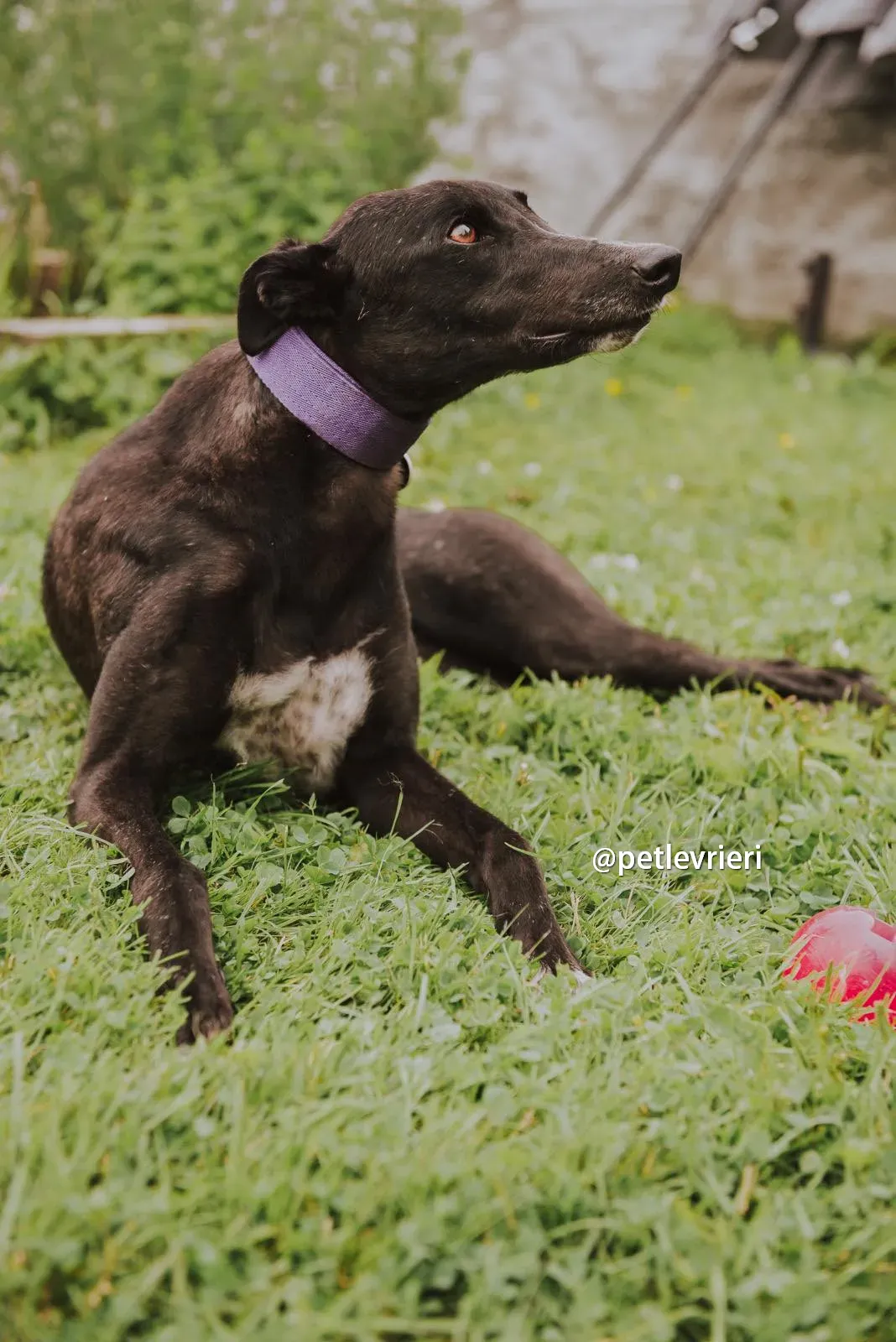 yara greyhound pet levrieri 12