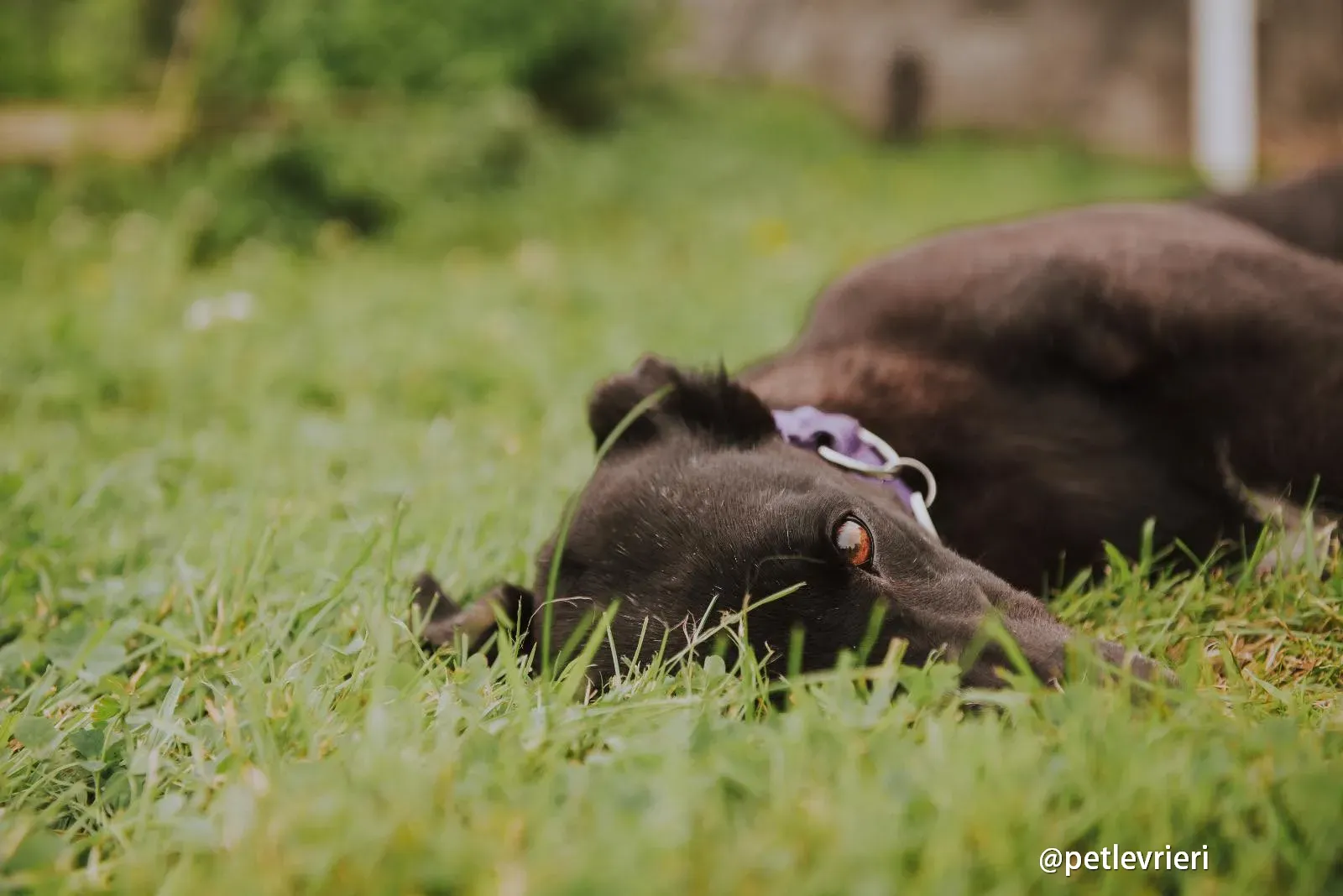 yara greyhound pet levrieri 13