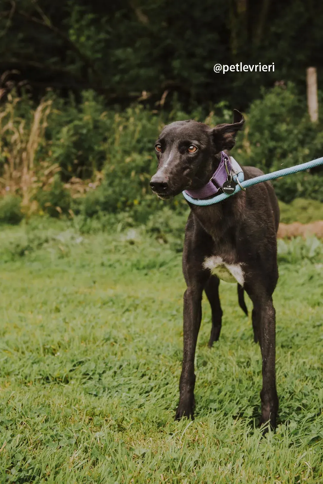 yara greyhound pet levrieri 14