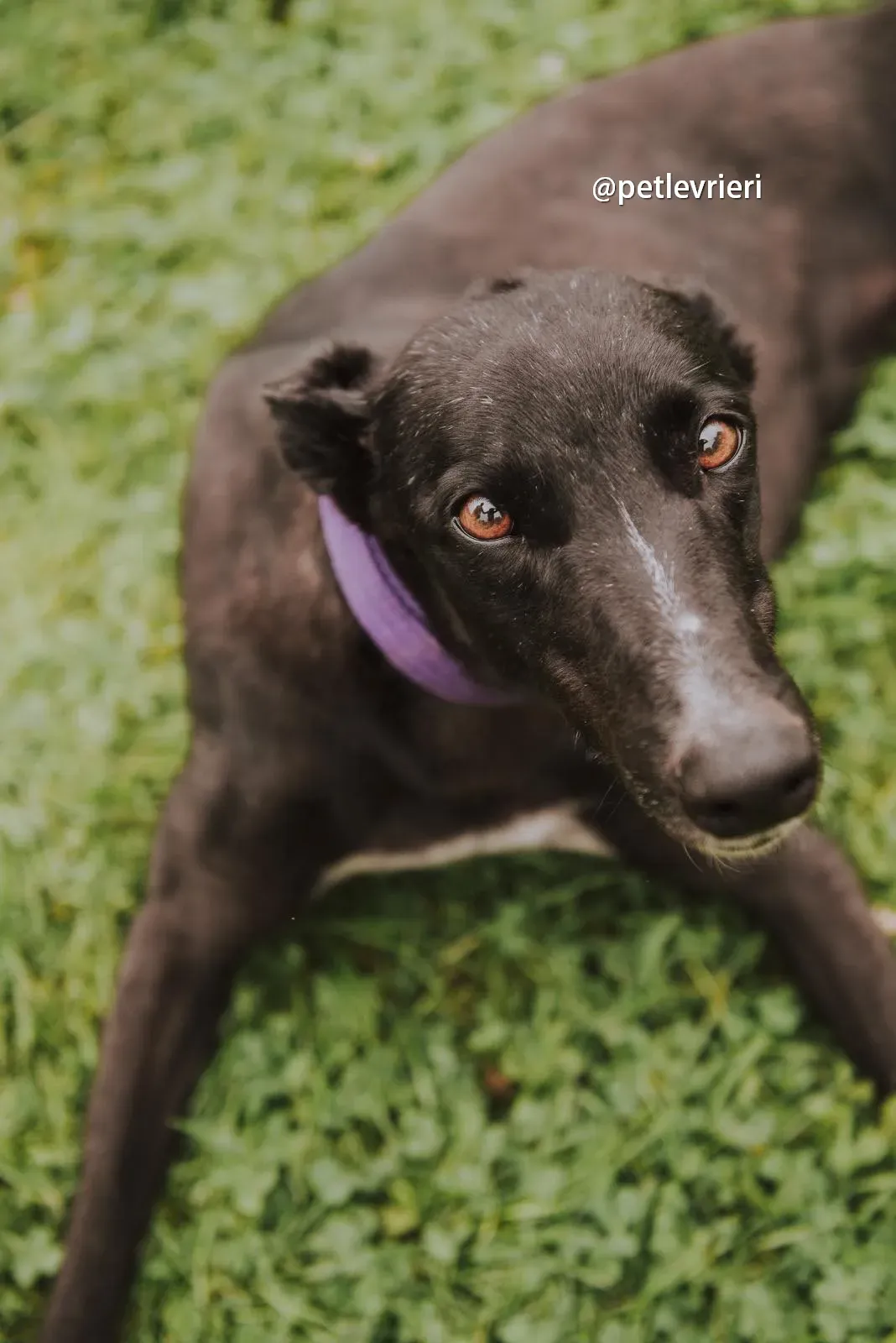 yara greyhound pet levrieri 15