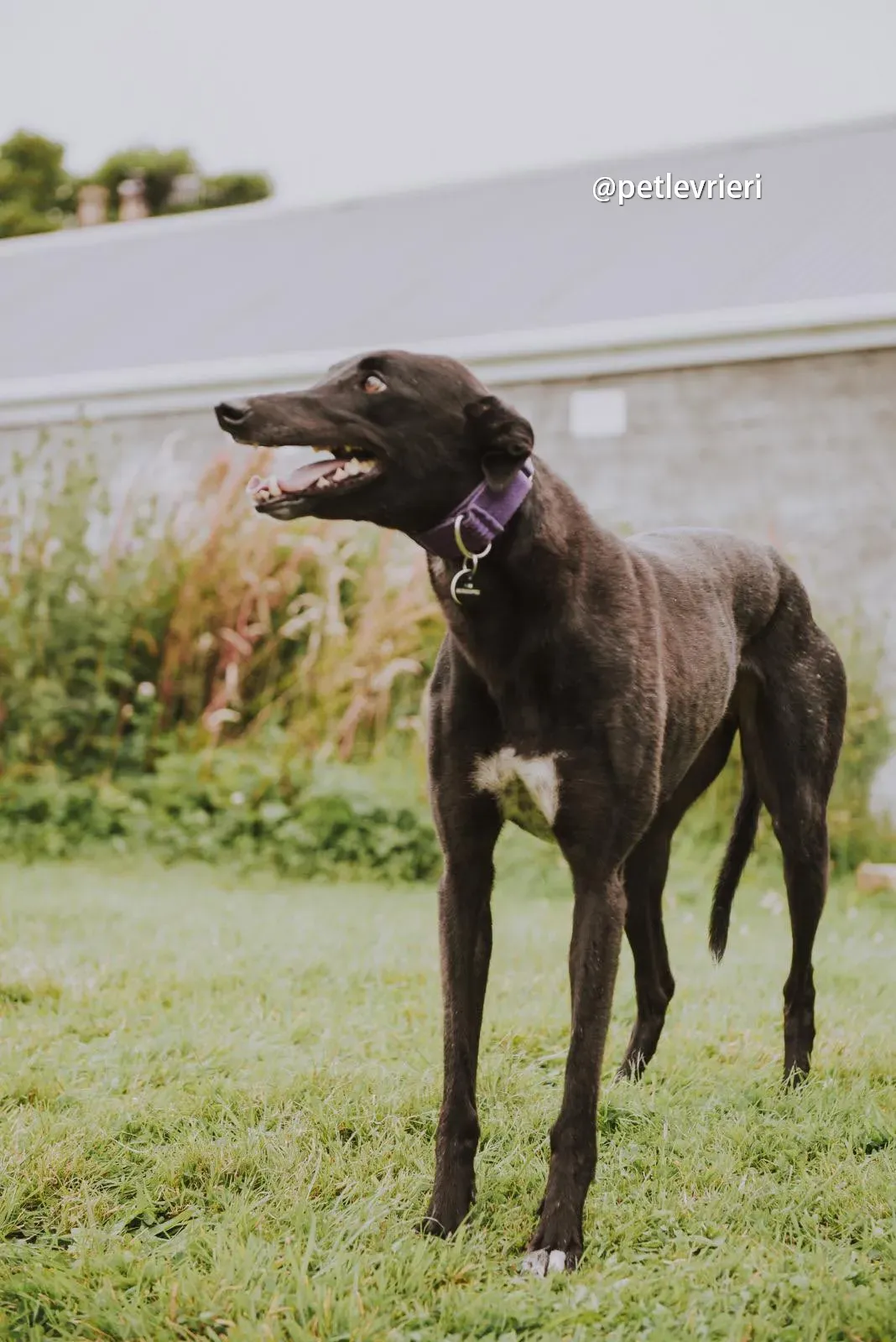 yara greyhound pet levrieri 16