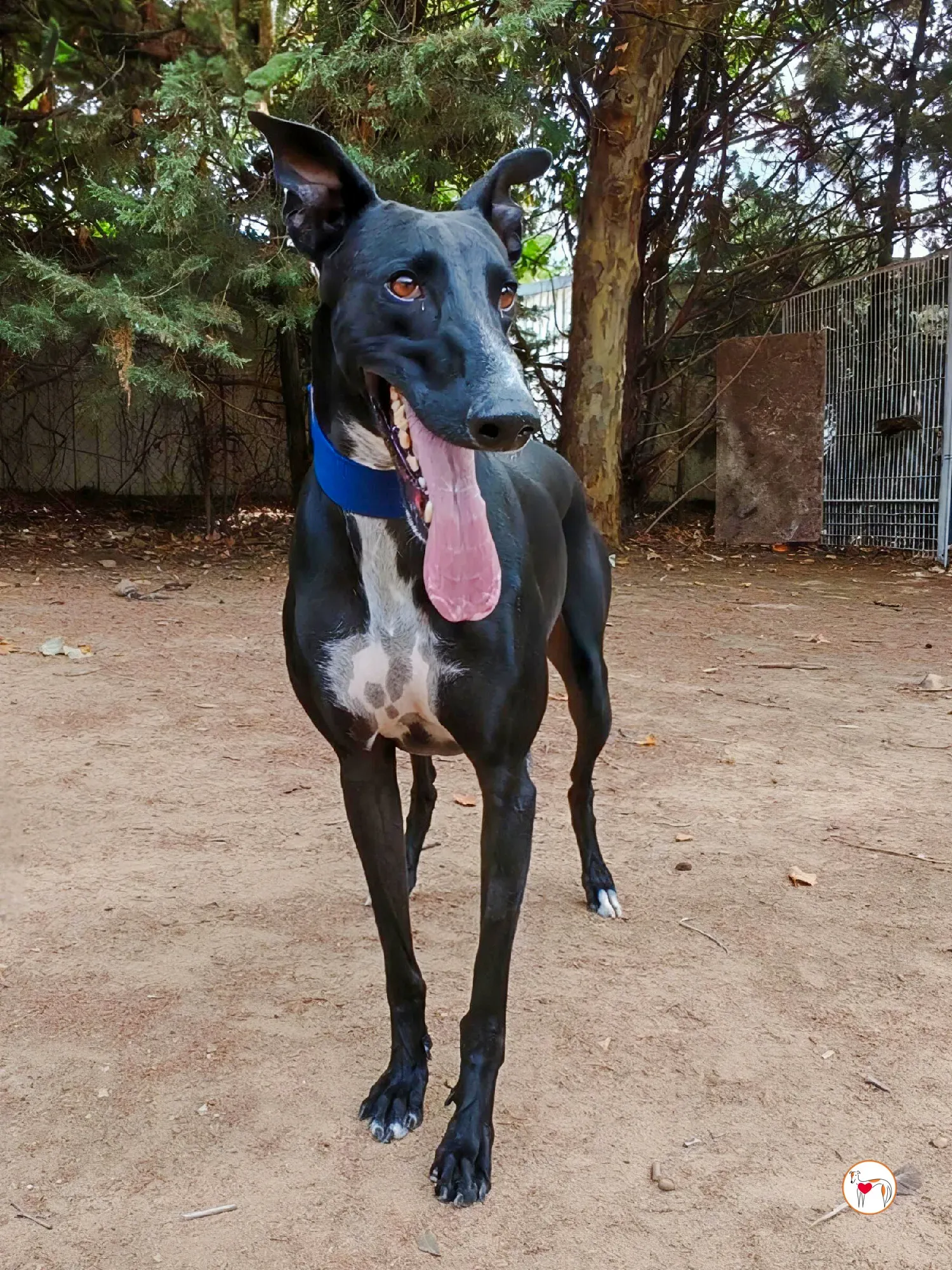 yogui galgo adozione 1