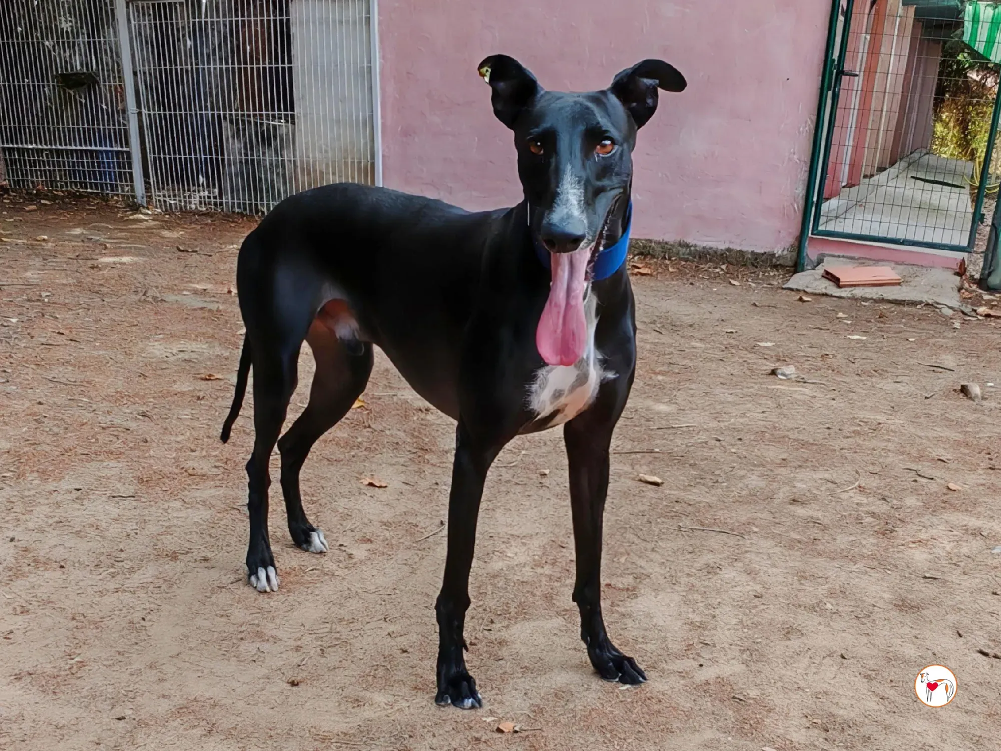 yogui galgo adozione 2