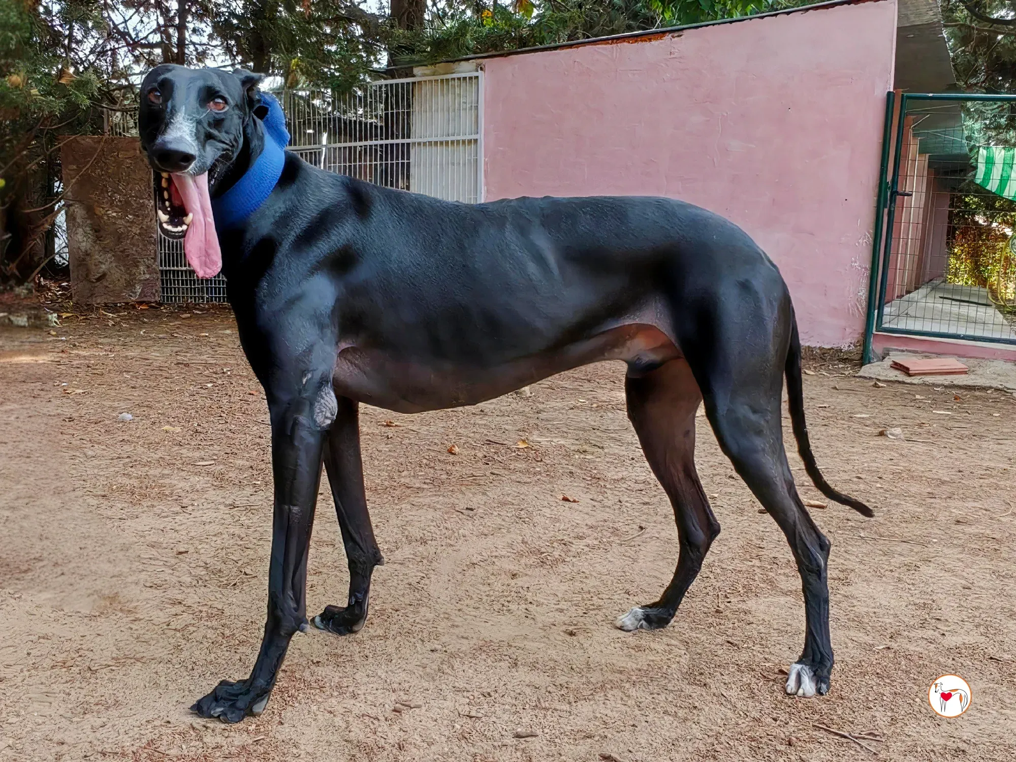 yogui galgo adozione 3