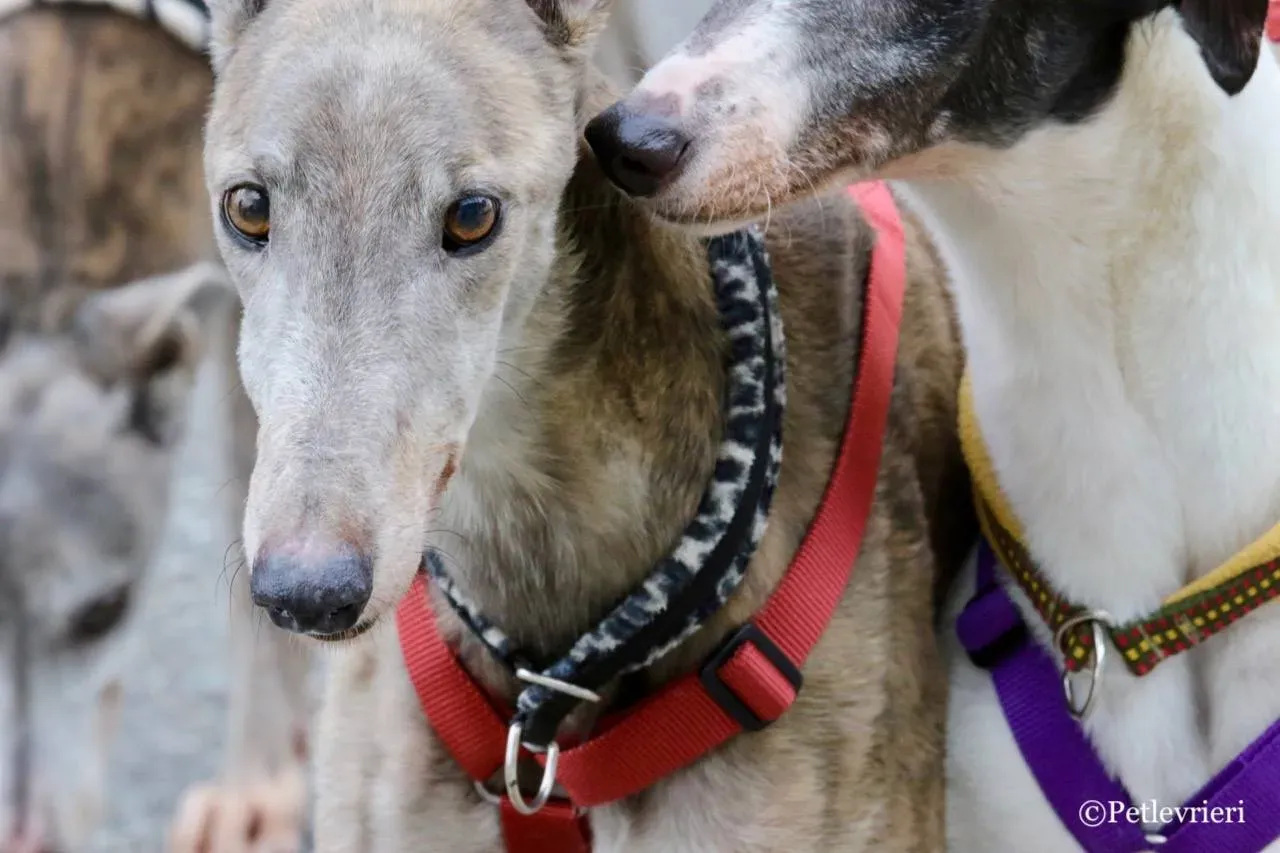 younger parry adozione greyhound macao 17