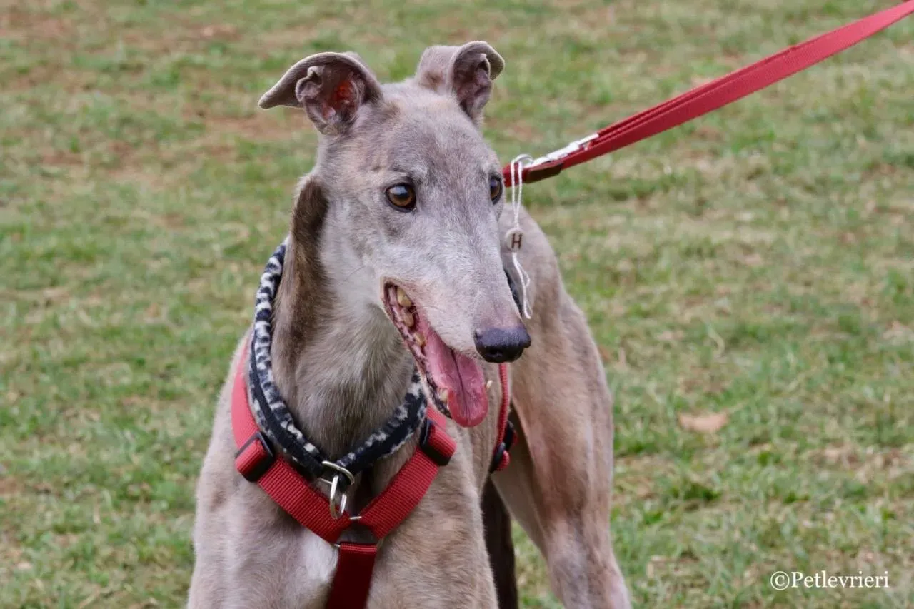 younger party adozione greyhound macao 1