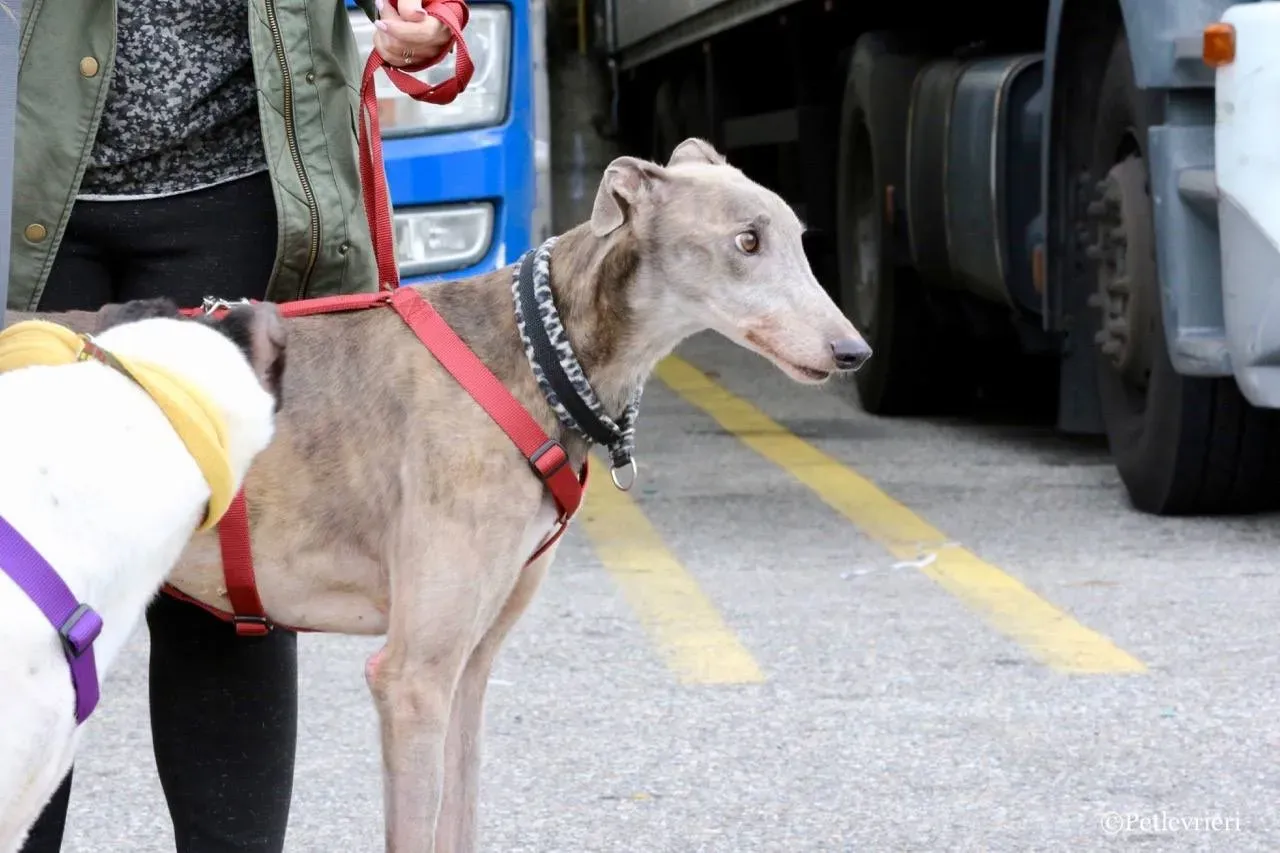 younger party adozione greyhound macao 11