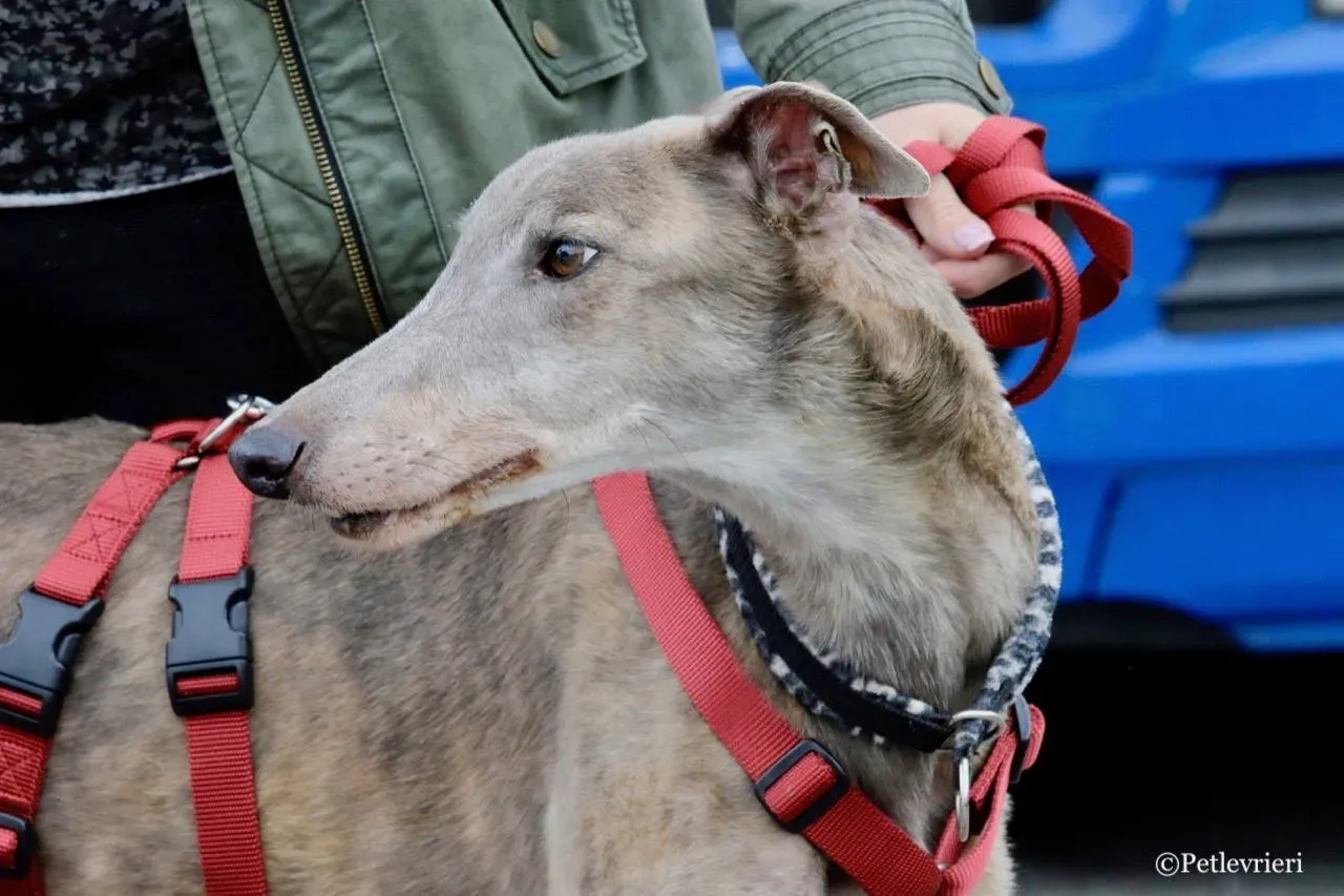 younger party adozione greyhound macao 12