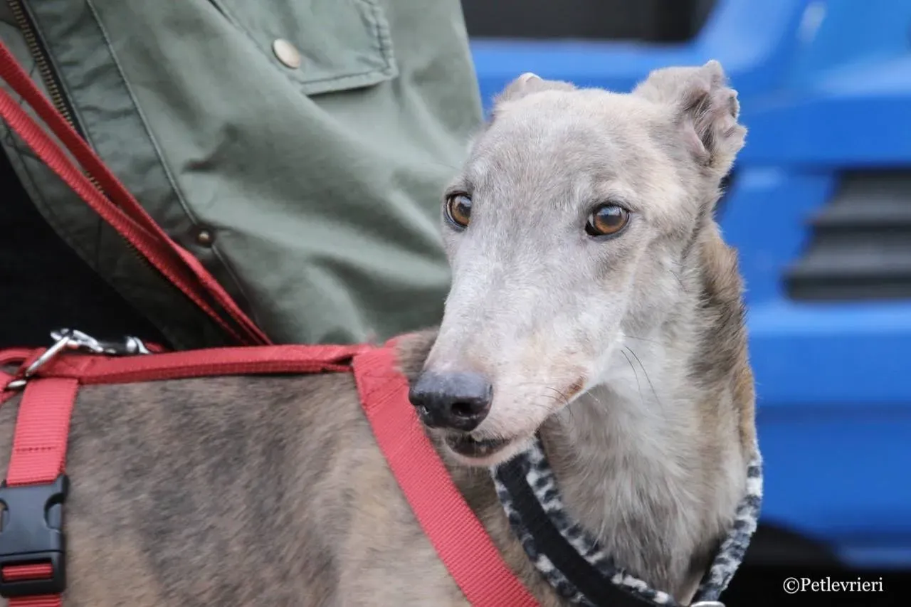 younger party adozione greyhound macao 13