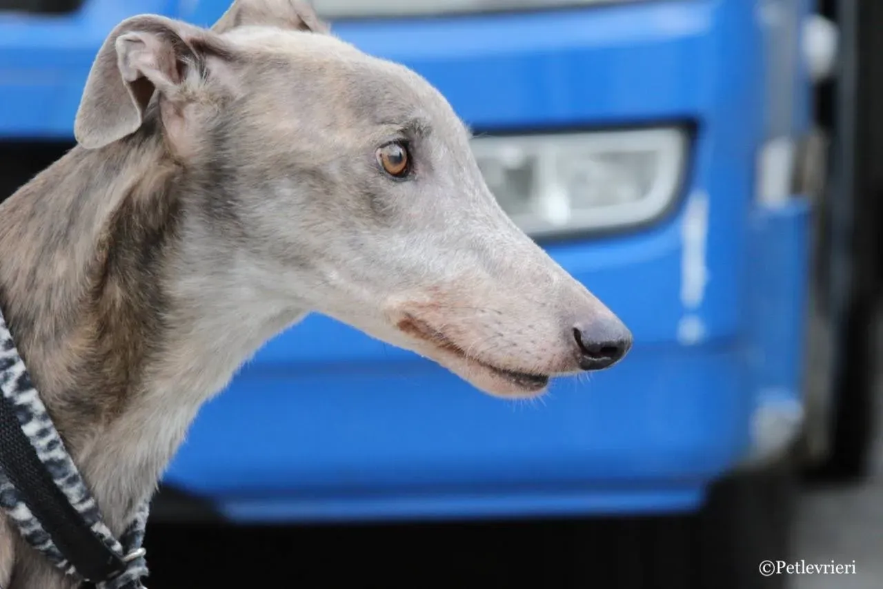 younger party adozione greyhound macao 14