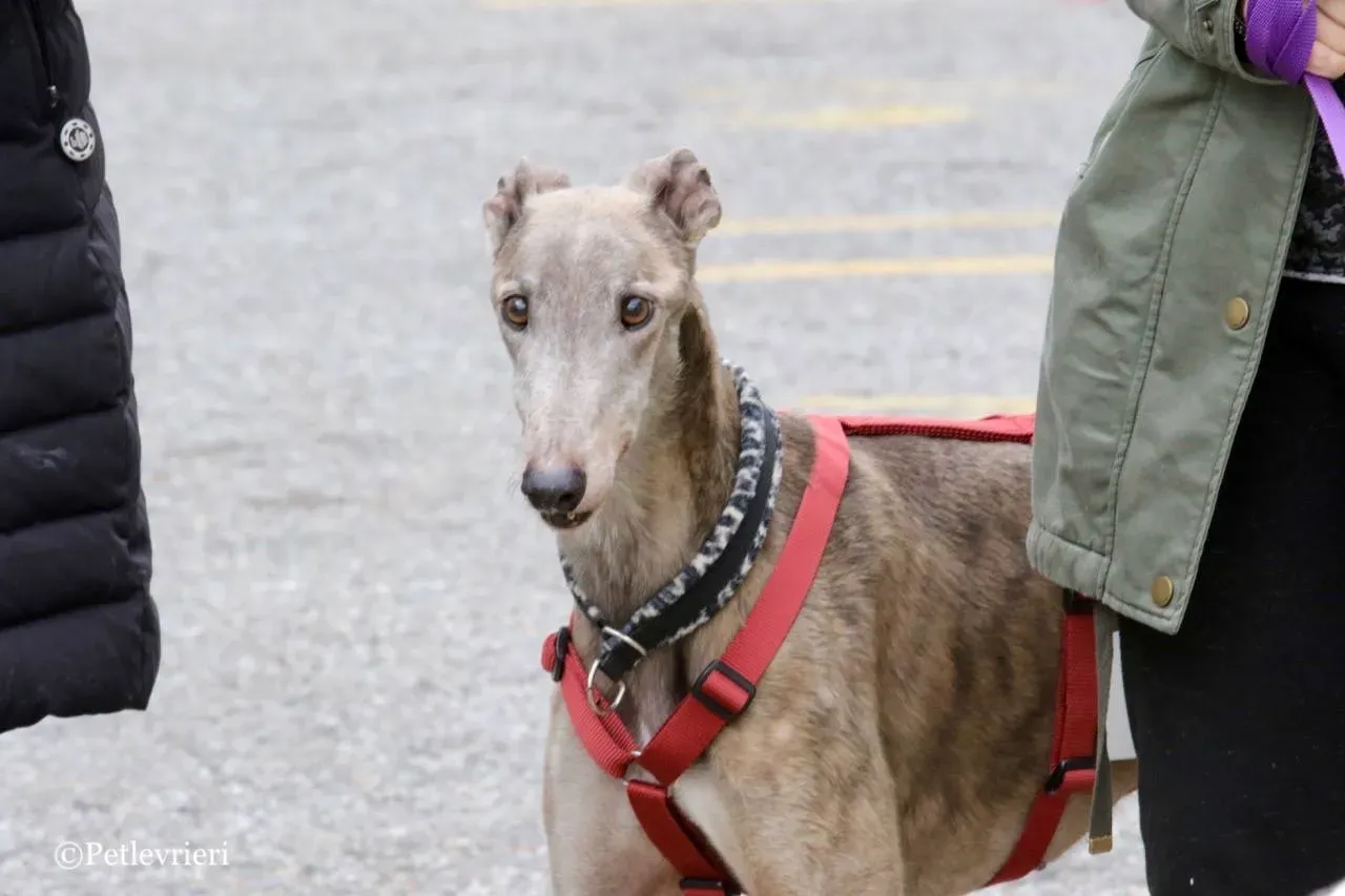 younger party adozione greyhound macao 15