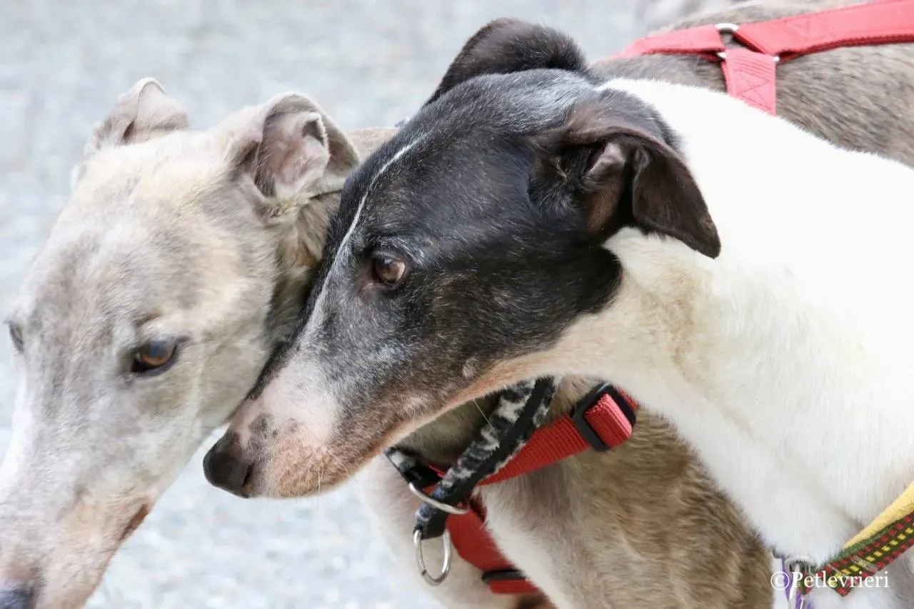 younger party adozione greyhound macao 16