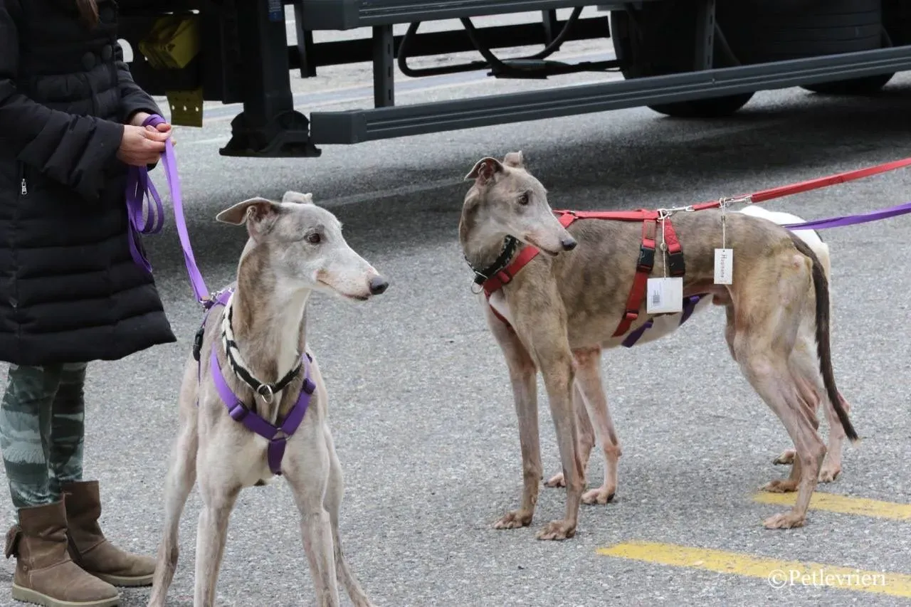 younger party adozione greyhound macao 17