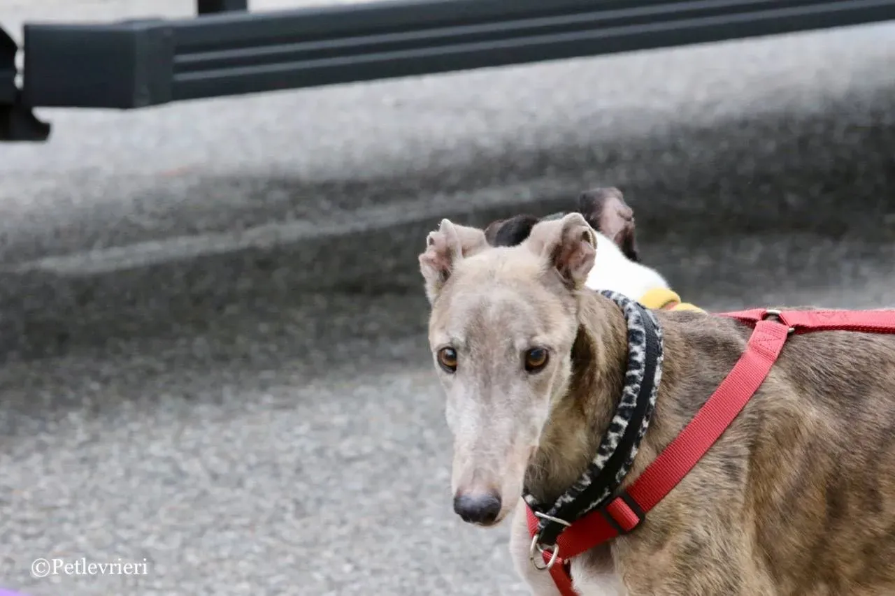 younger party adozione greyhound macao 18