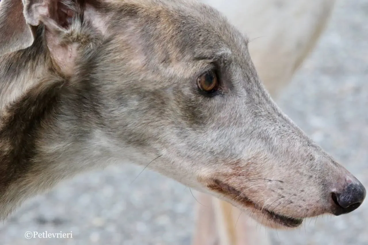 younger party adozione greyhound macao 19