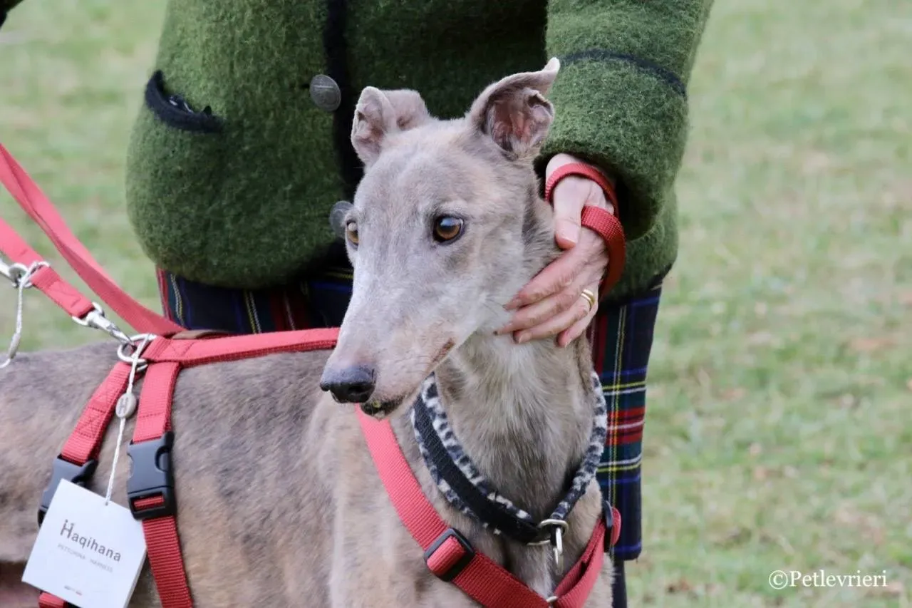 younger party adozione greyhound macao 2