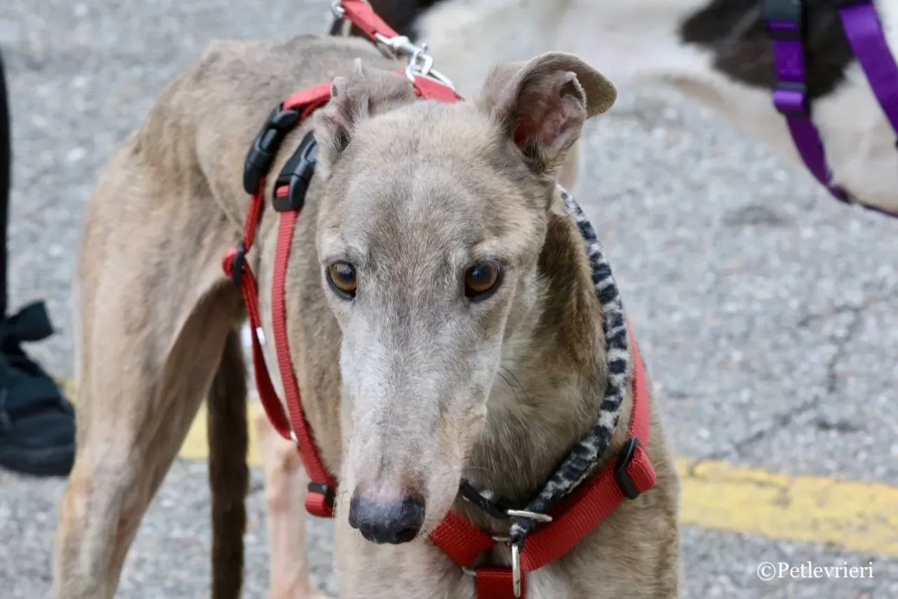 younger party adozione greyhound macao 20