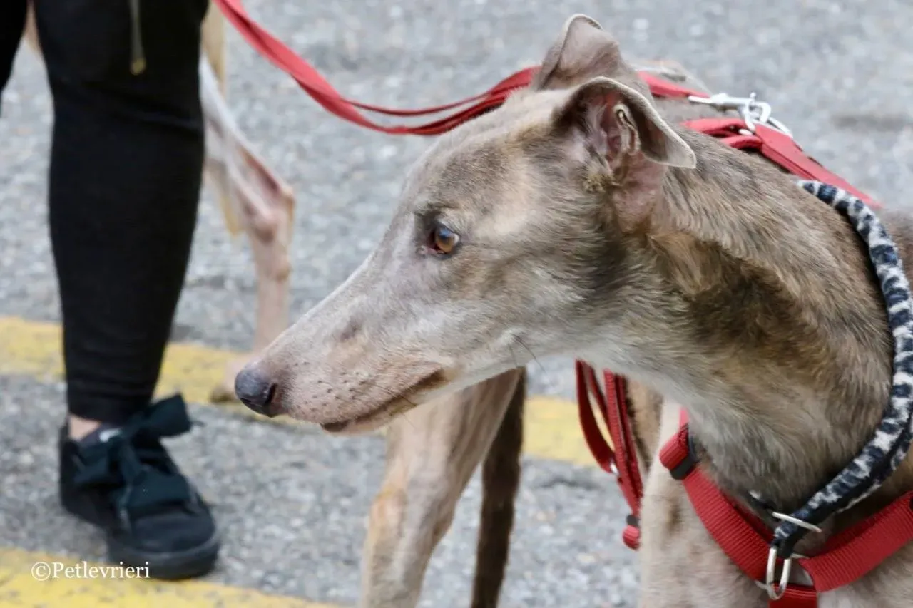 younger party adozione greyhound macao 21