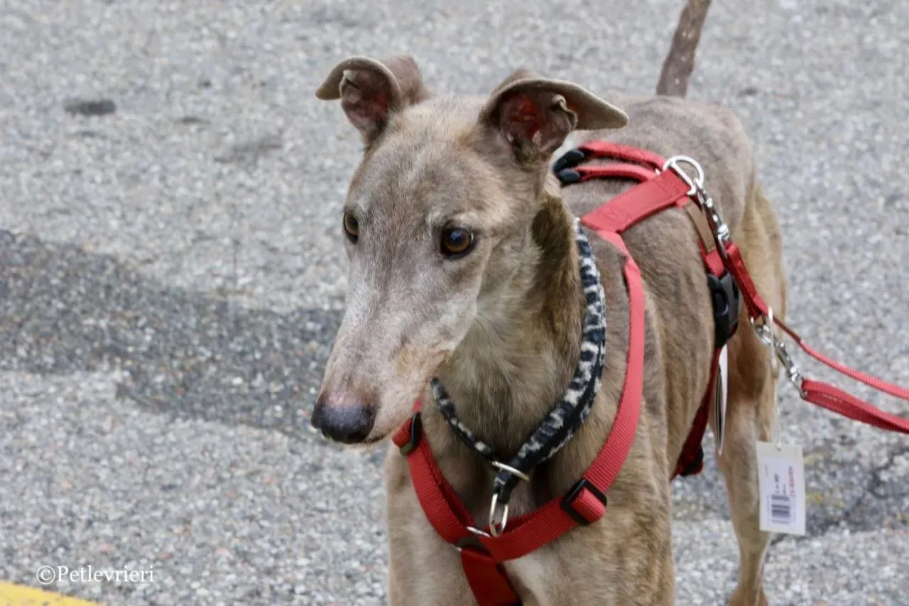 younger party adozione greyhound macao 22