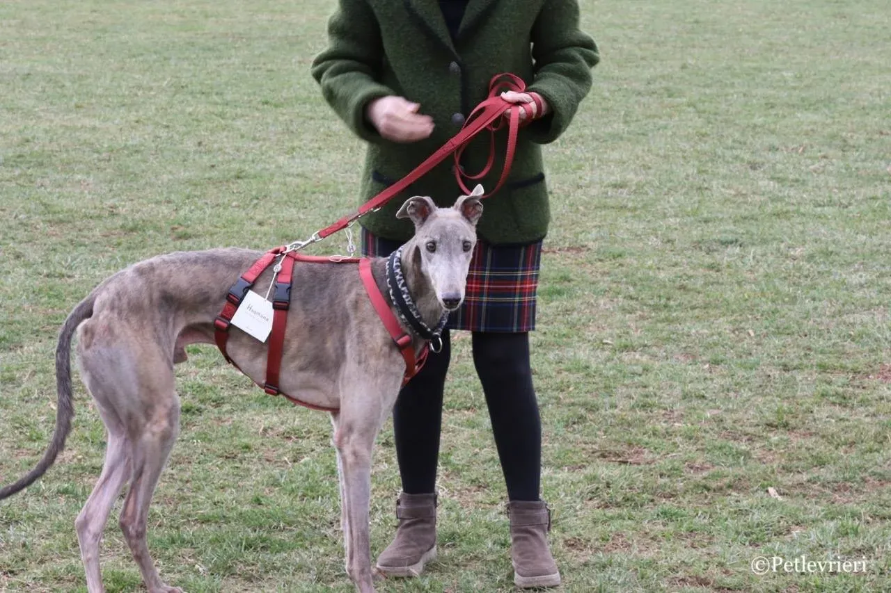 younger party adozione greyhound macao 23