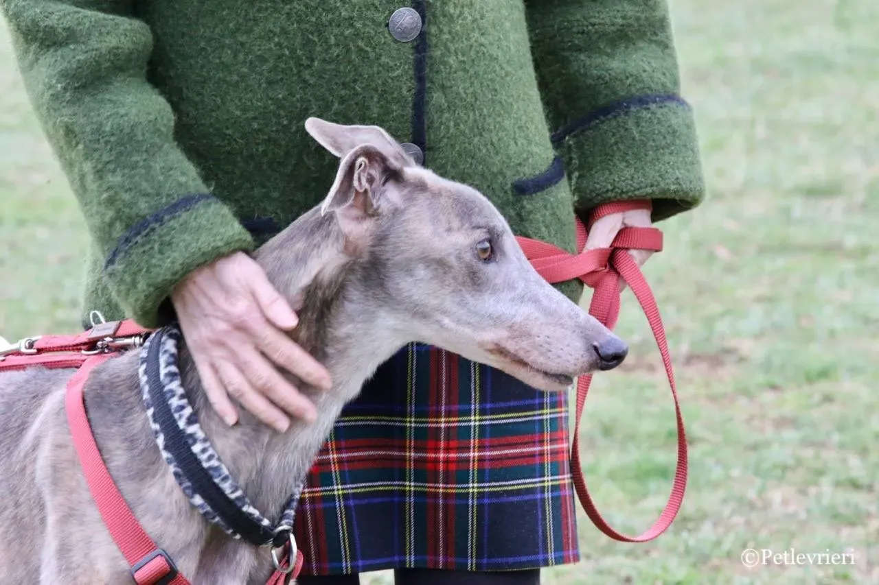 younger party adozione greyhound macao 24