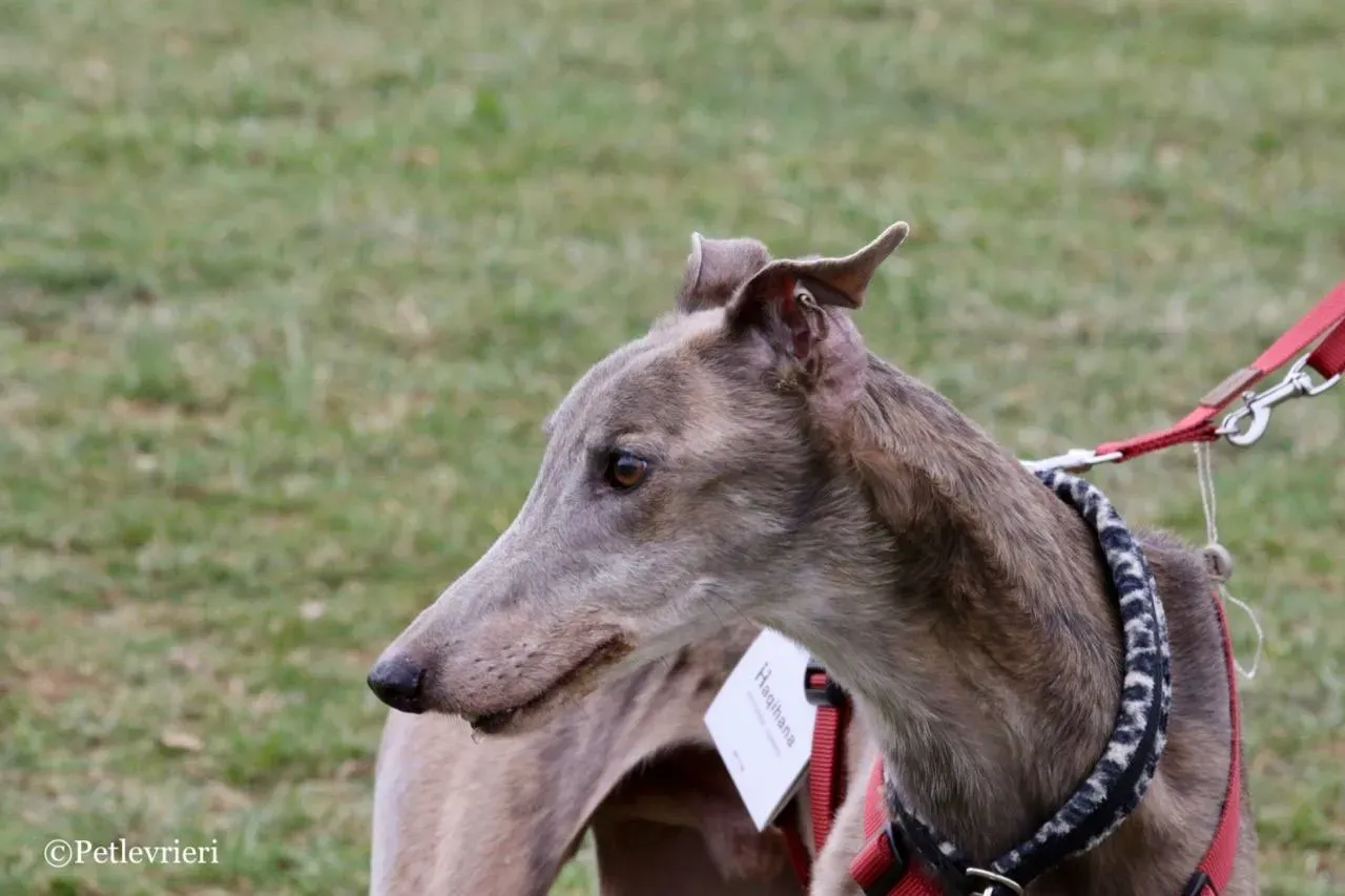 younger party adozione greyhound macao 26