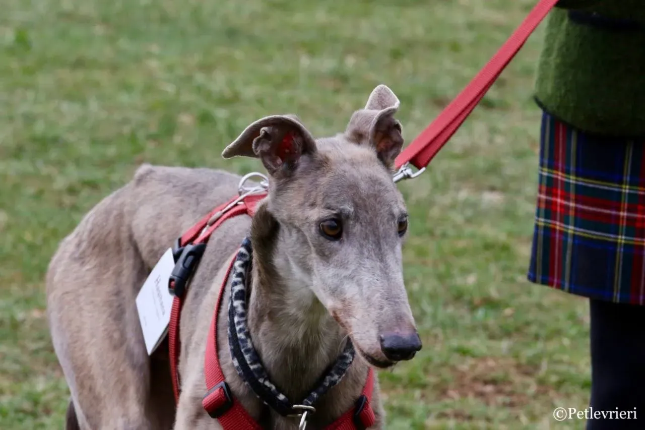 younger party adozione greyhound macao 27