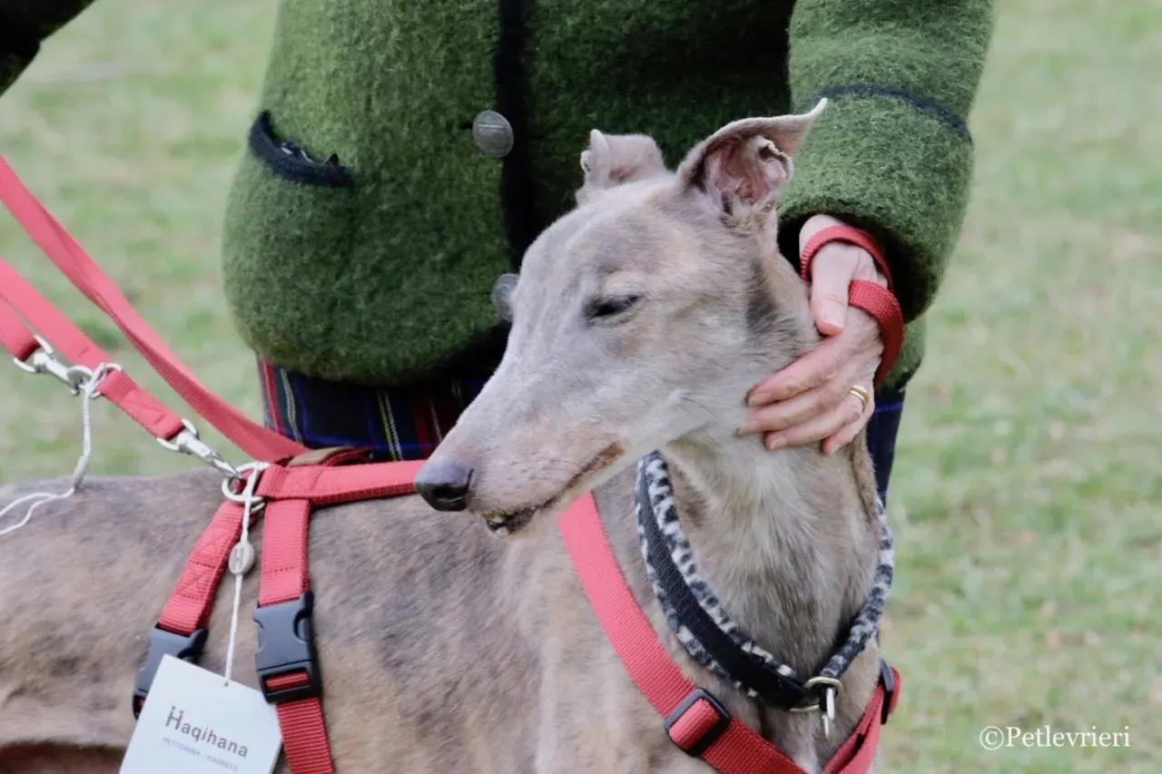 younger party adozione greyhound macao 29