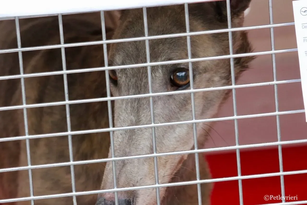 younger party adozione greyhound macao 3