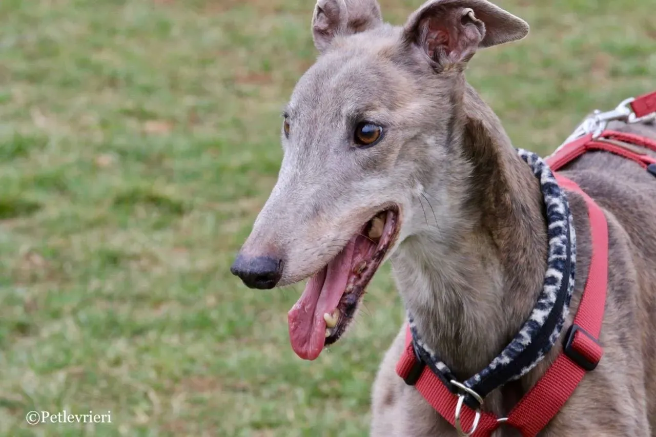 younger party adozione greyhound macao 30