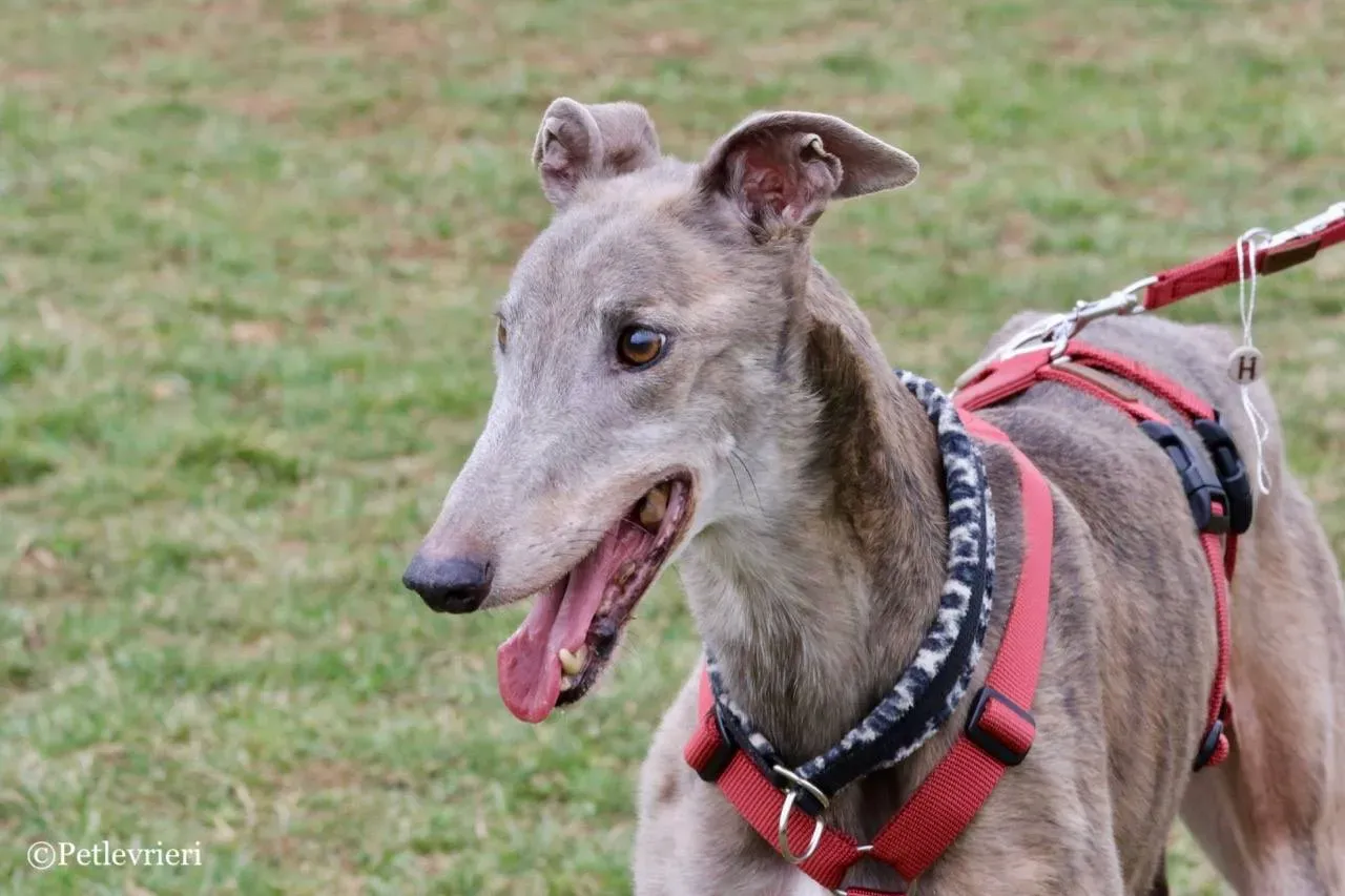 younger party adozione greyhound macao 31