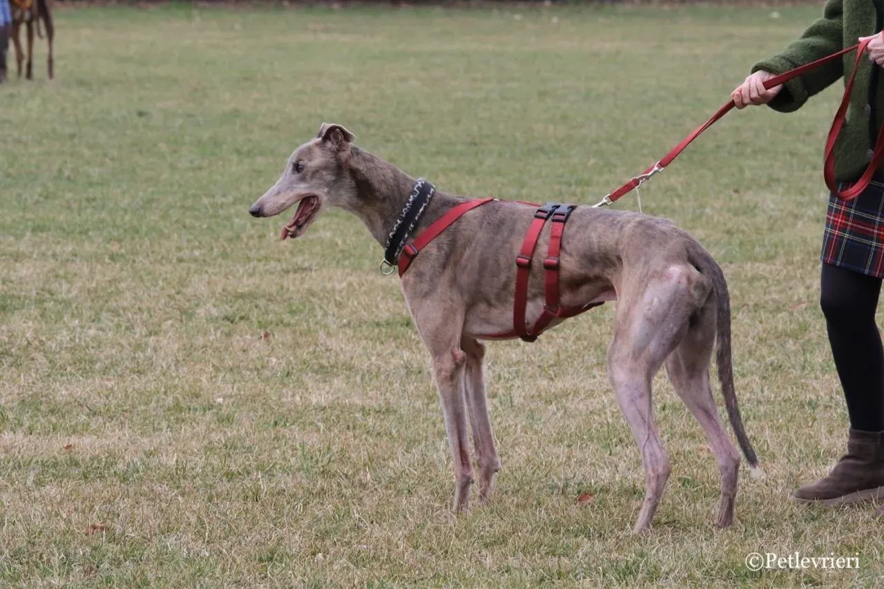 younger party adozione greyhound macao 33